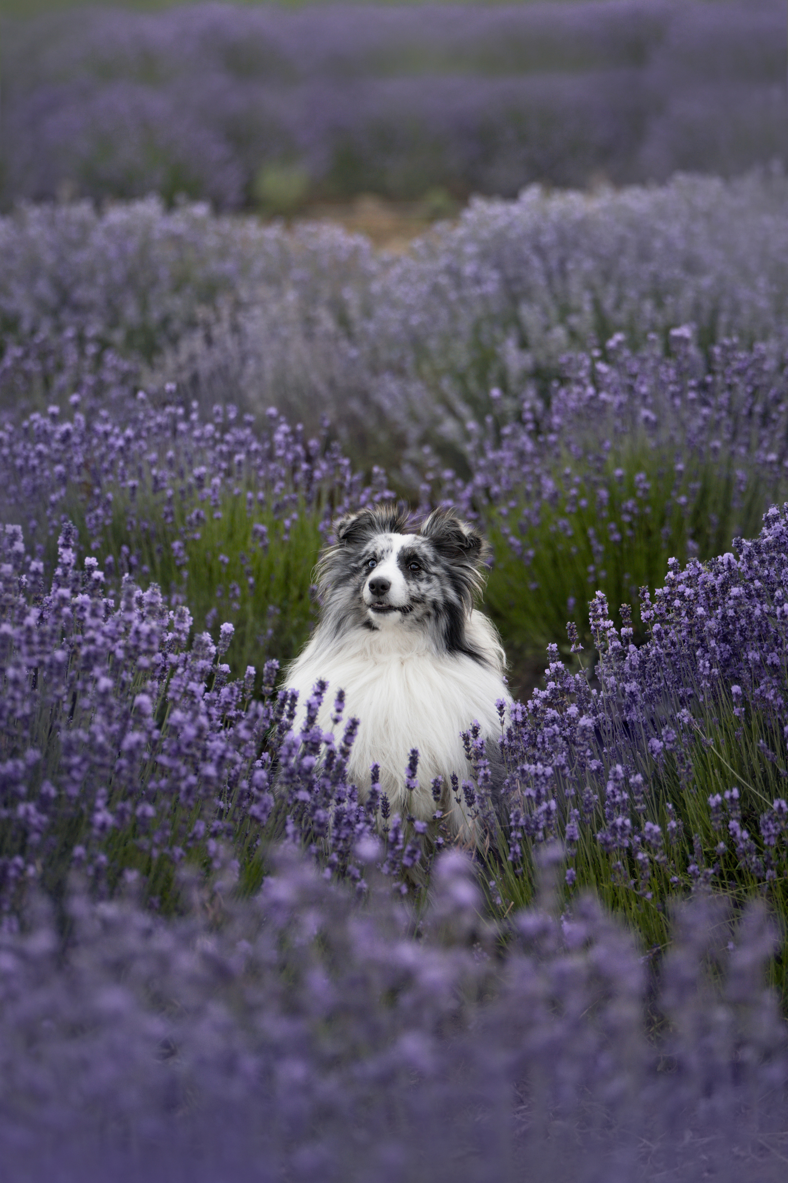 Форрест в лаванде. Фотограф анималист