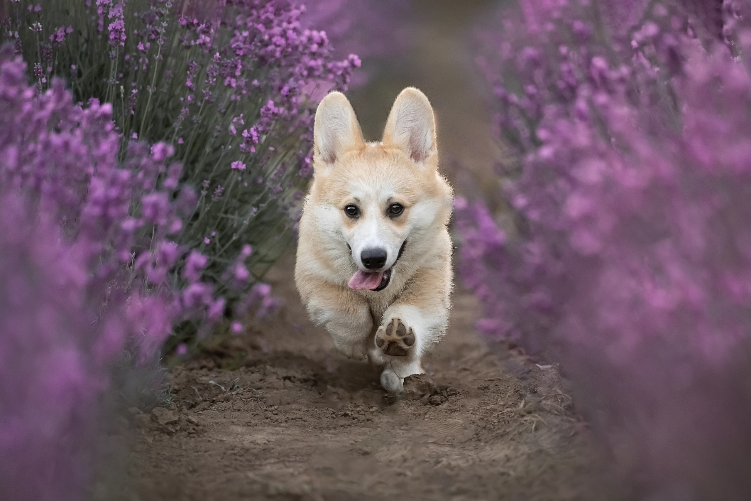 Коржики в лаванде. Фотограф анималист