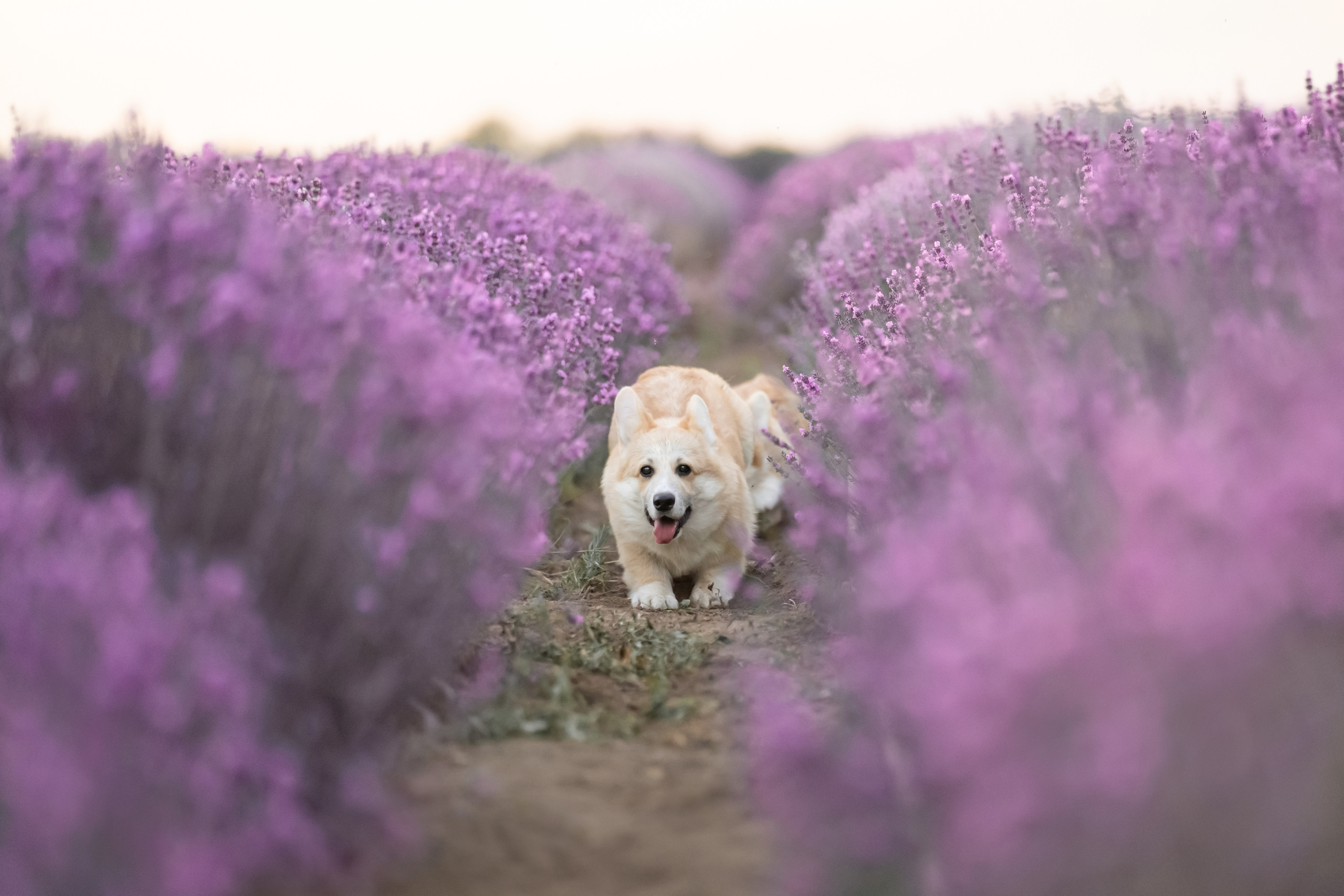 Коржики в лаванде. Фотограф анималист