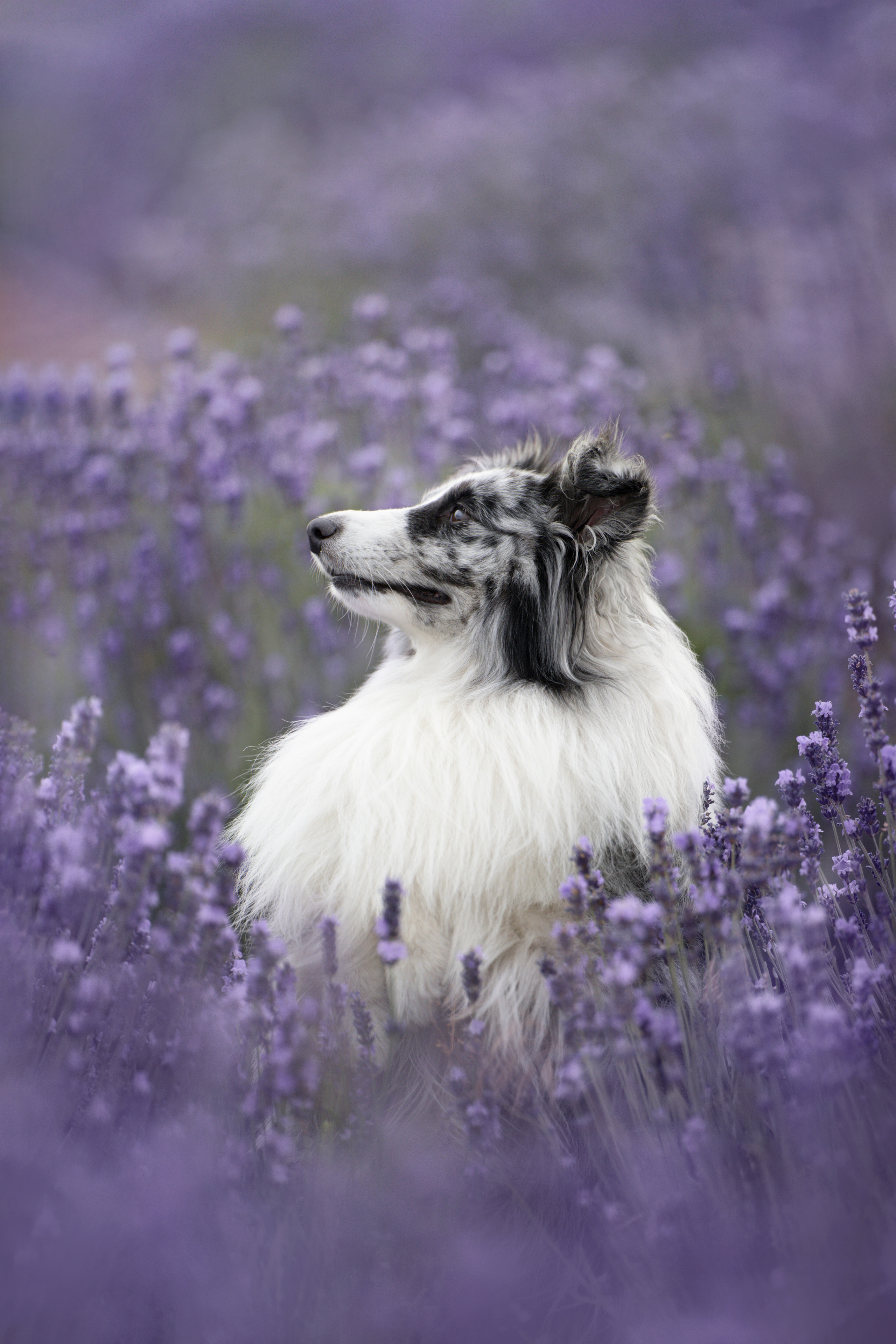 Форрест в лаванде. Фотограф анималист