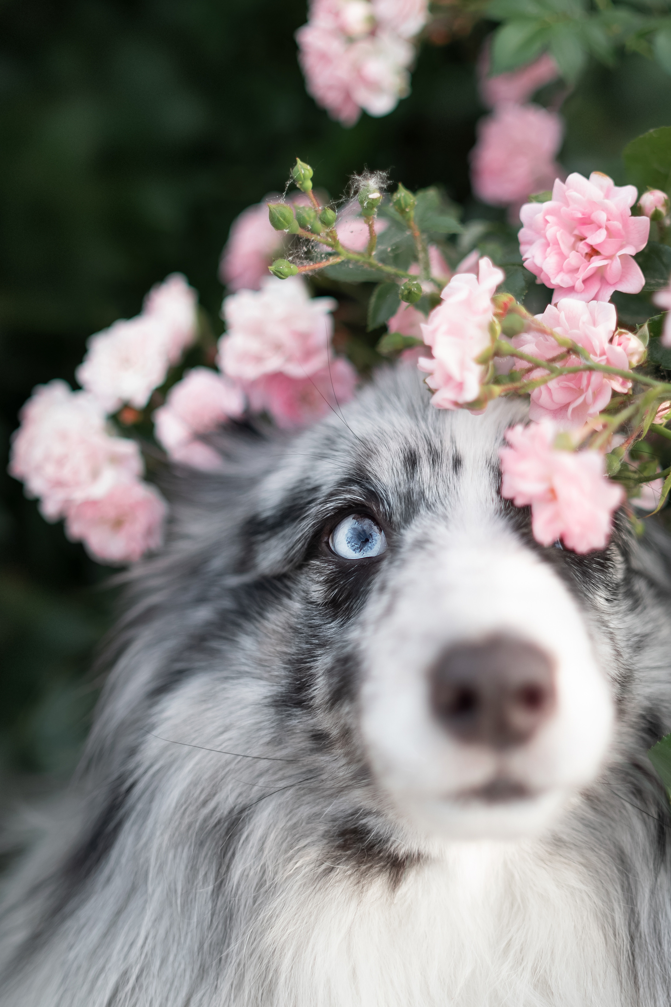 Форрест весна. Фотограф анималист
