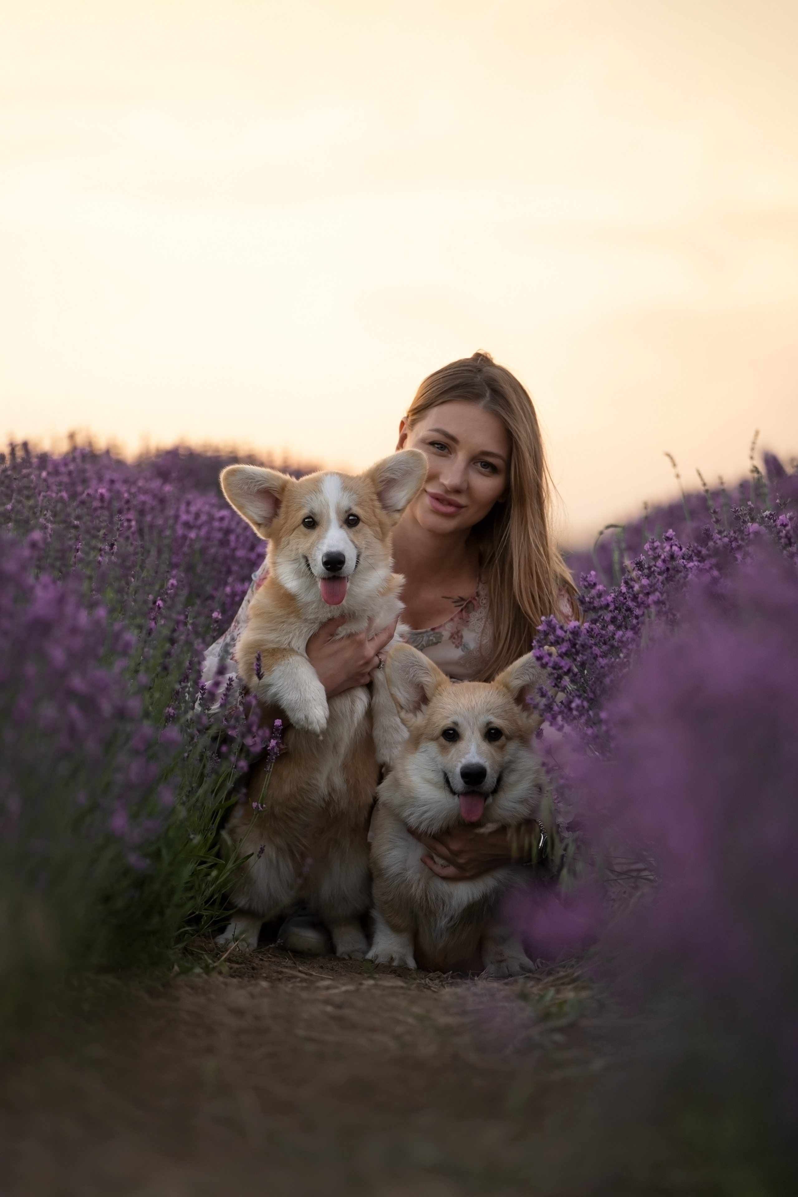 Коржики в лаванде. Фотограф анималист