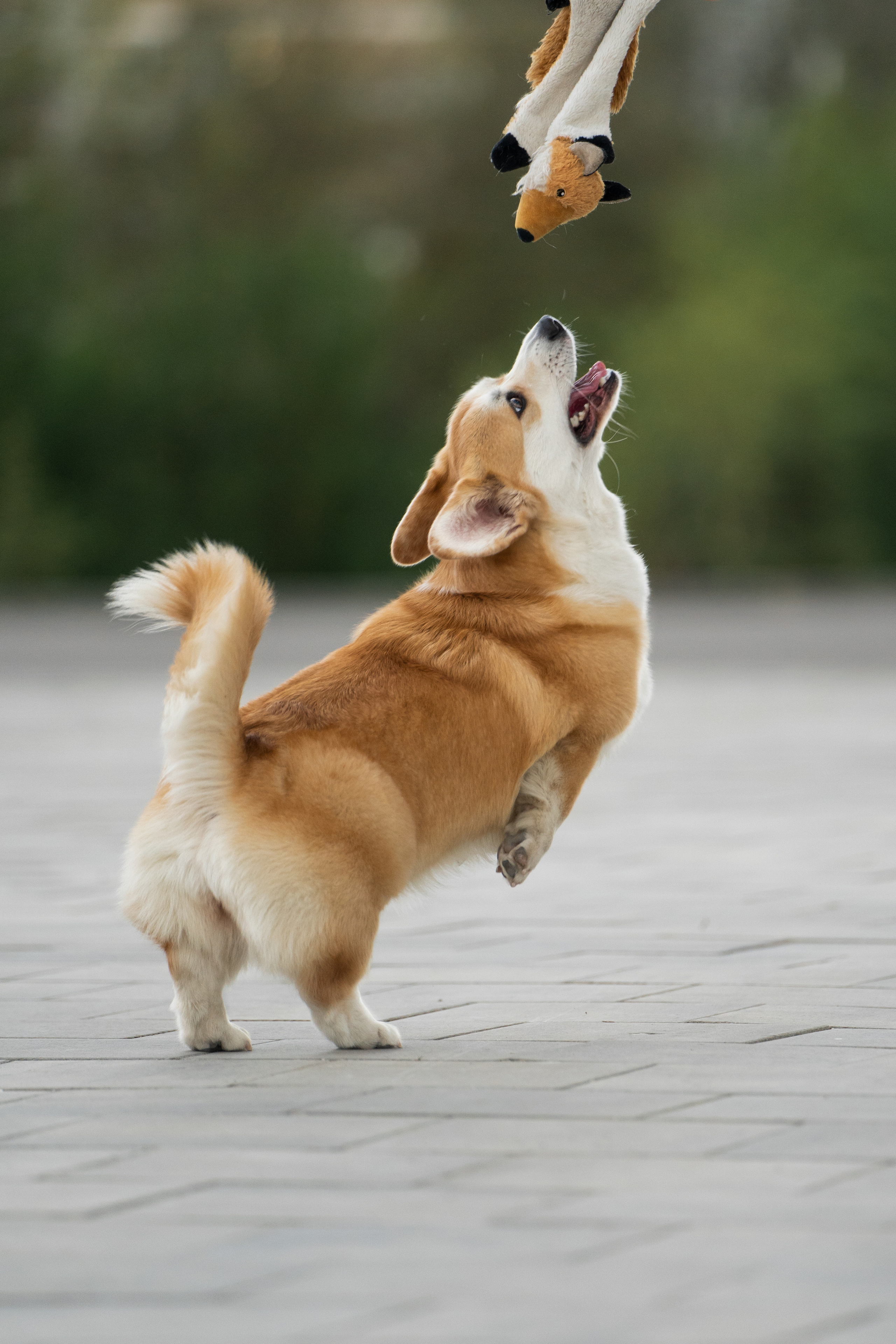 Ева. Фотограф анималист