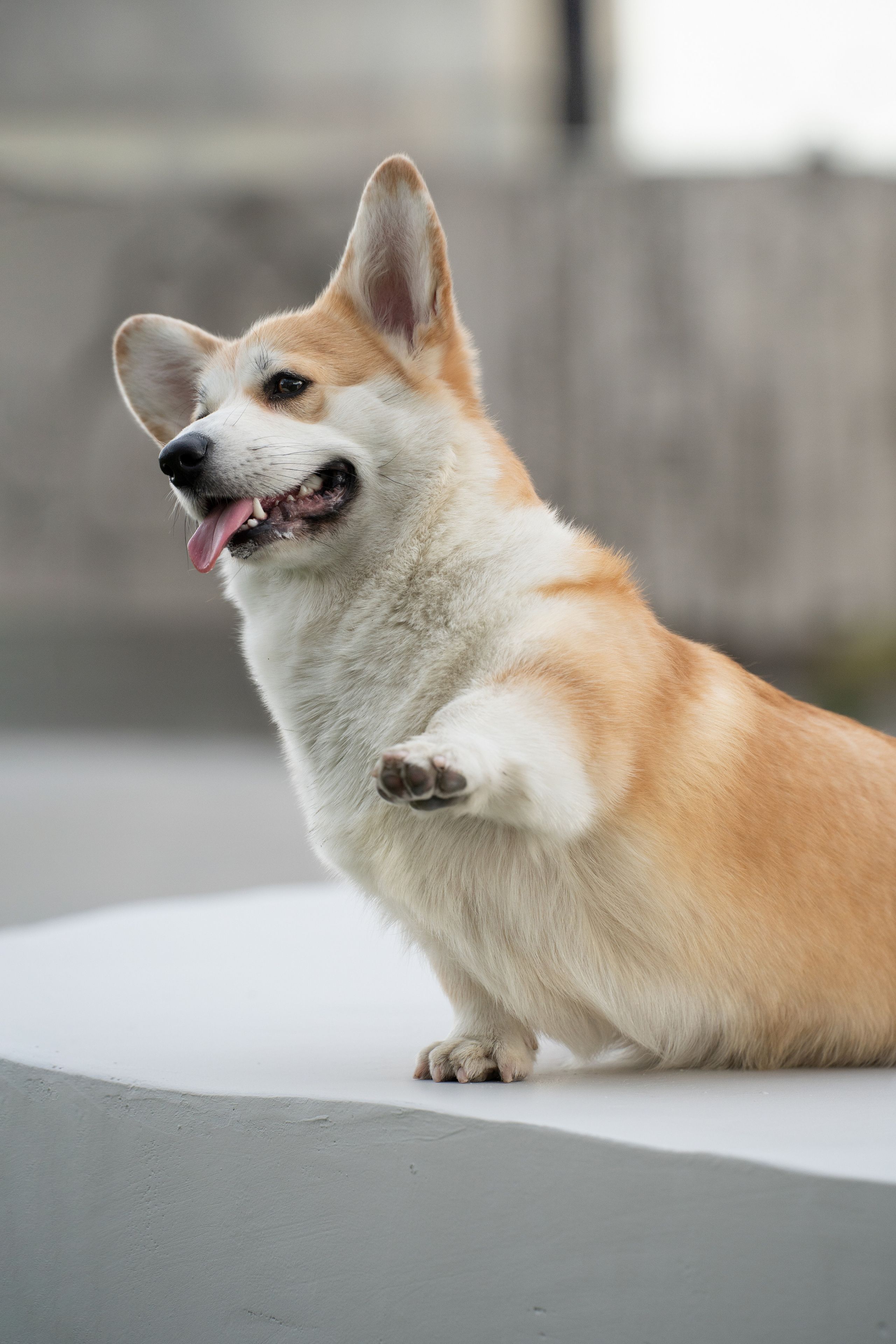 Ева. Фотограф анималист