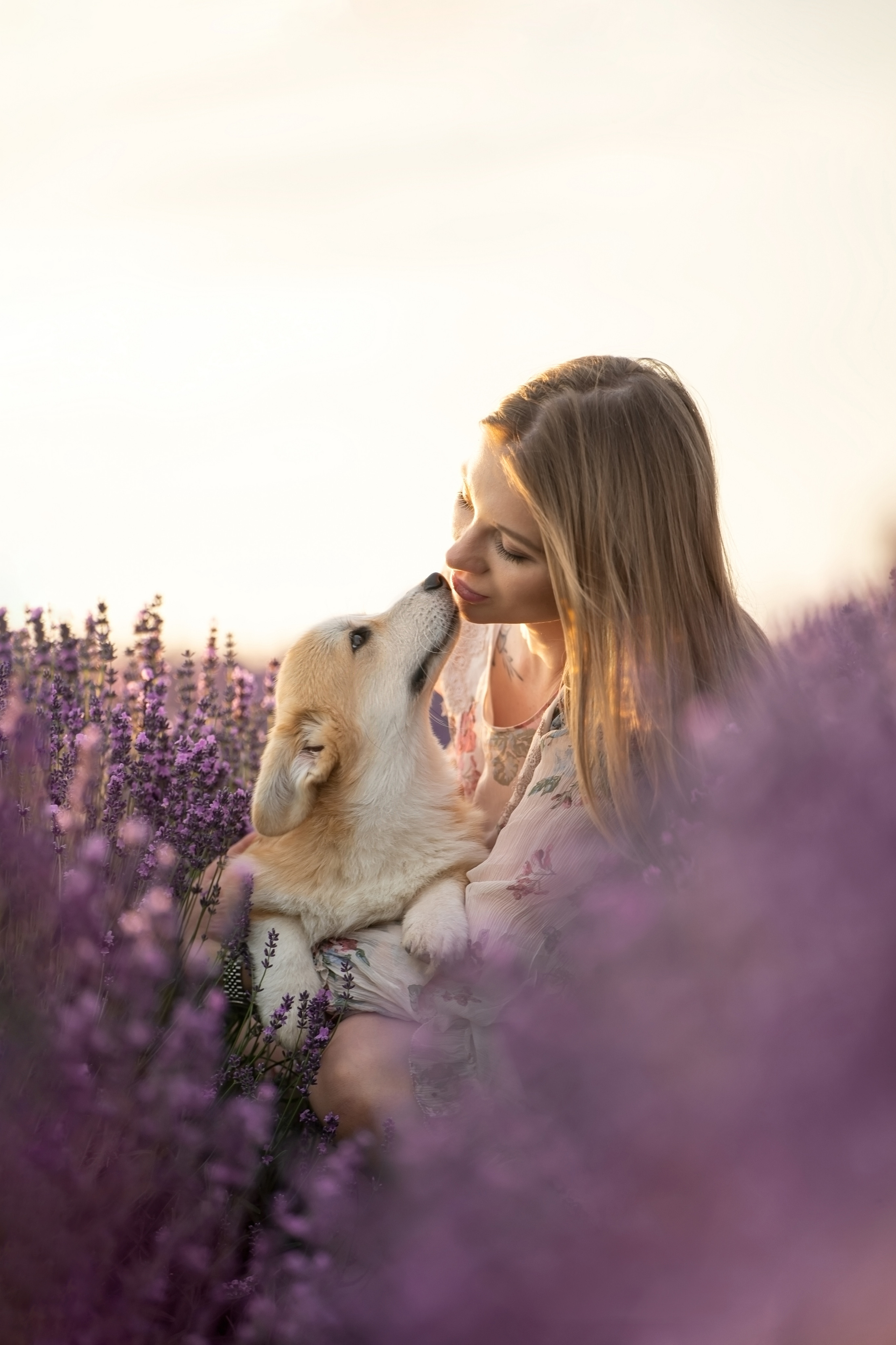 Коржики в лаванде. Фотограф анималист