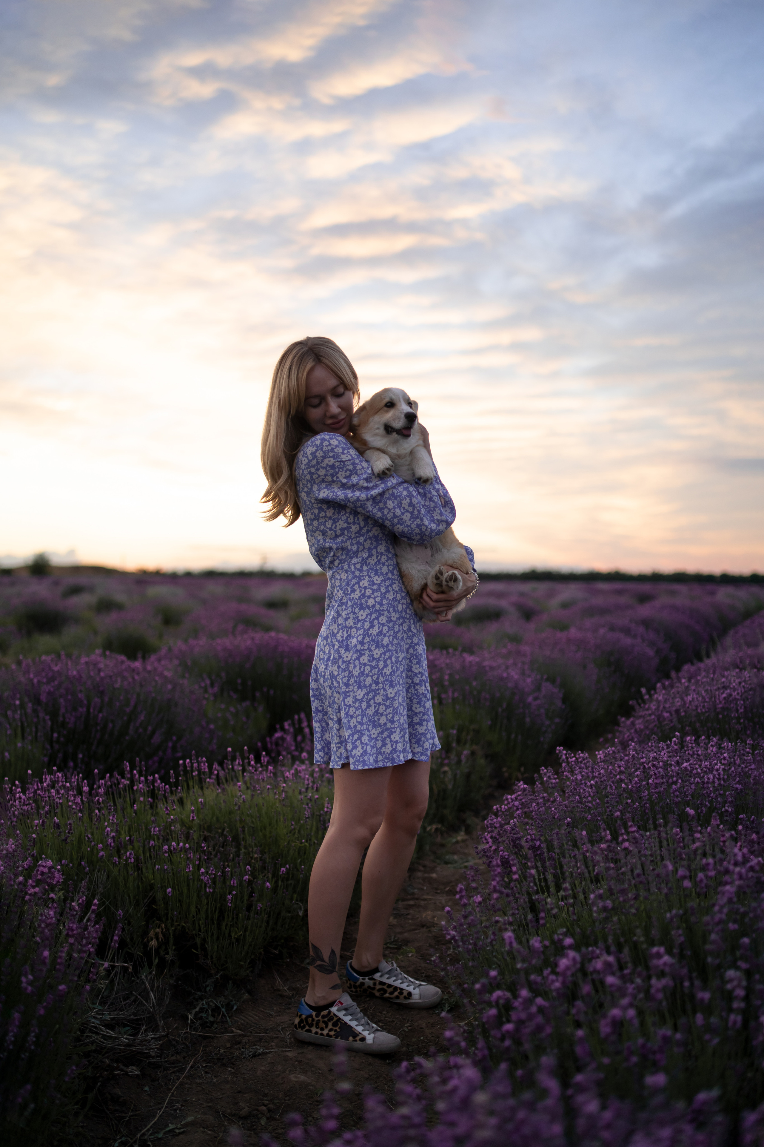 Коржики в лаванде. Фотограф анималист