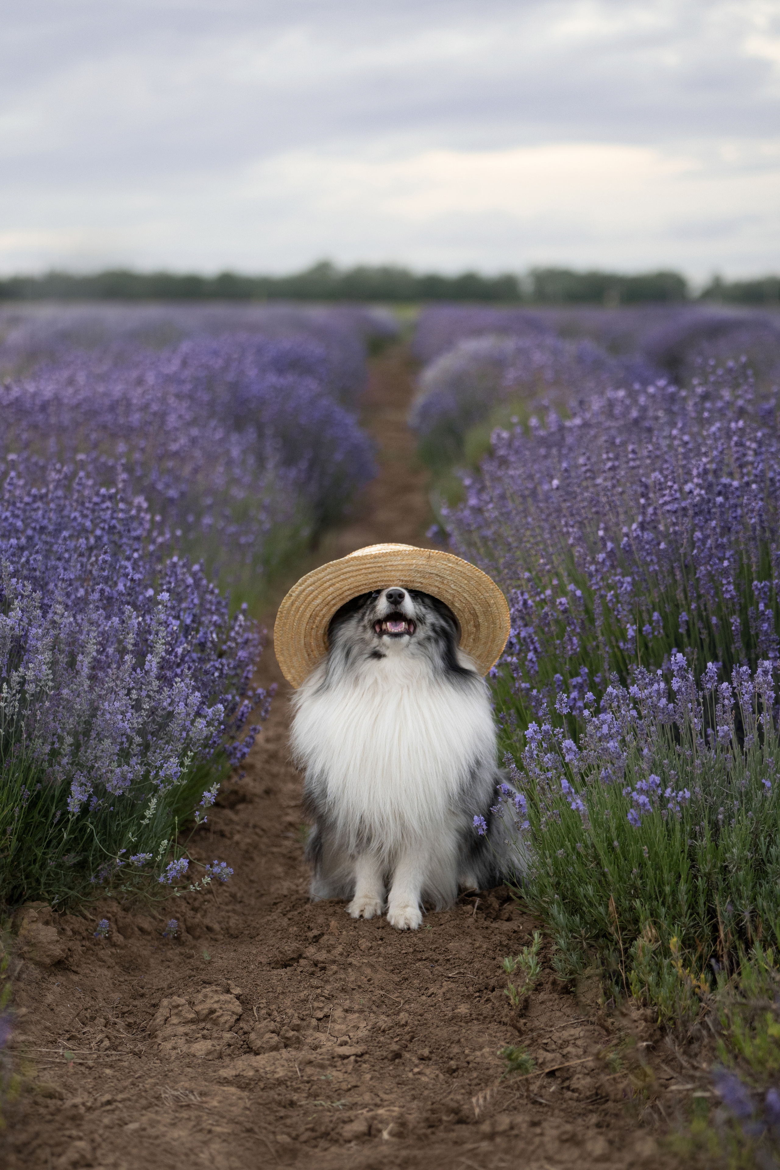 Форрест в лаванде. Фотограф анималист
