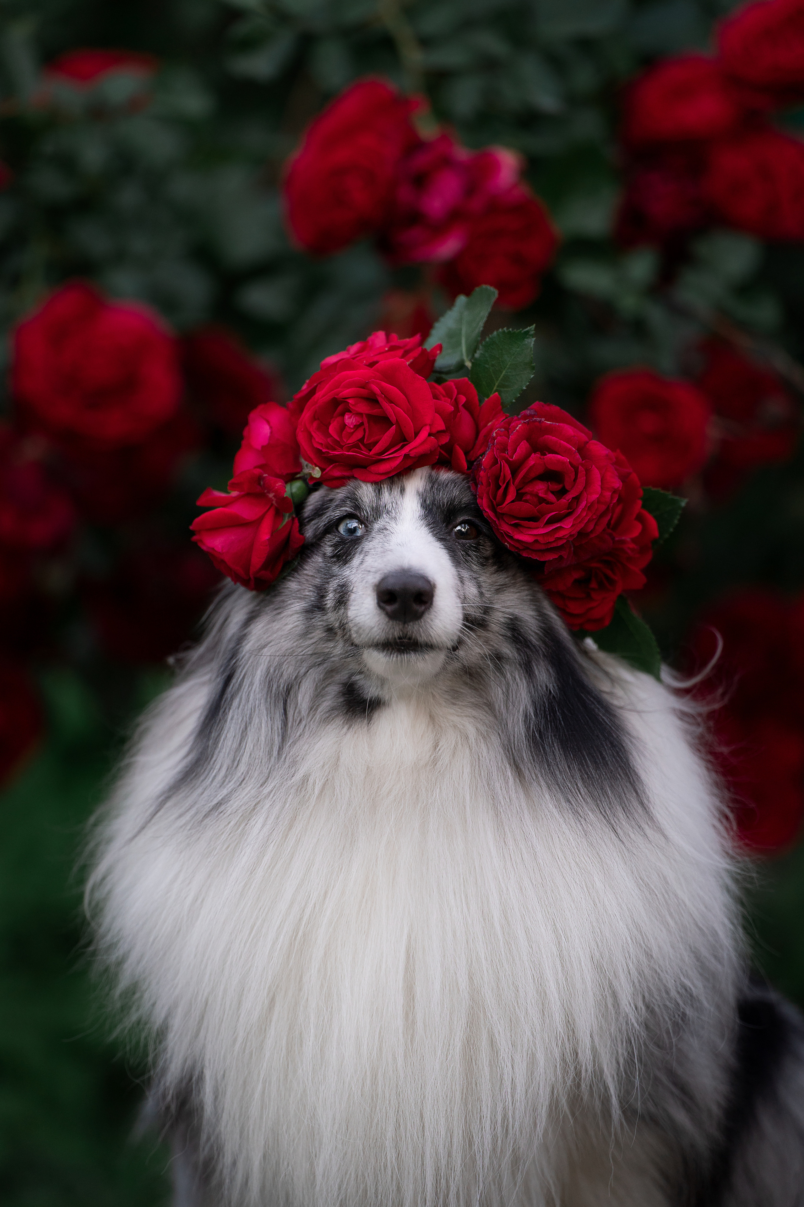 Форрест весна. Фотограф анималист