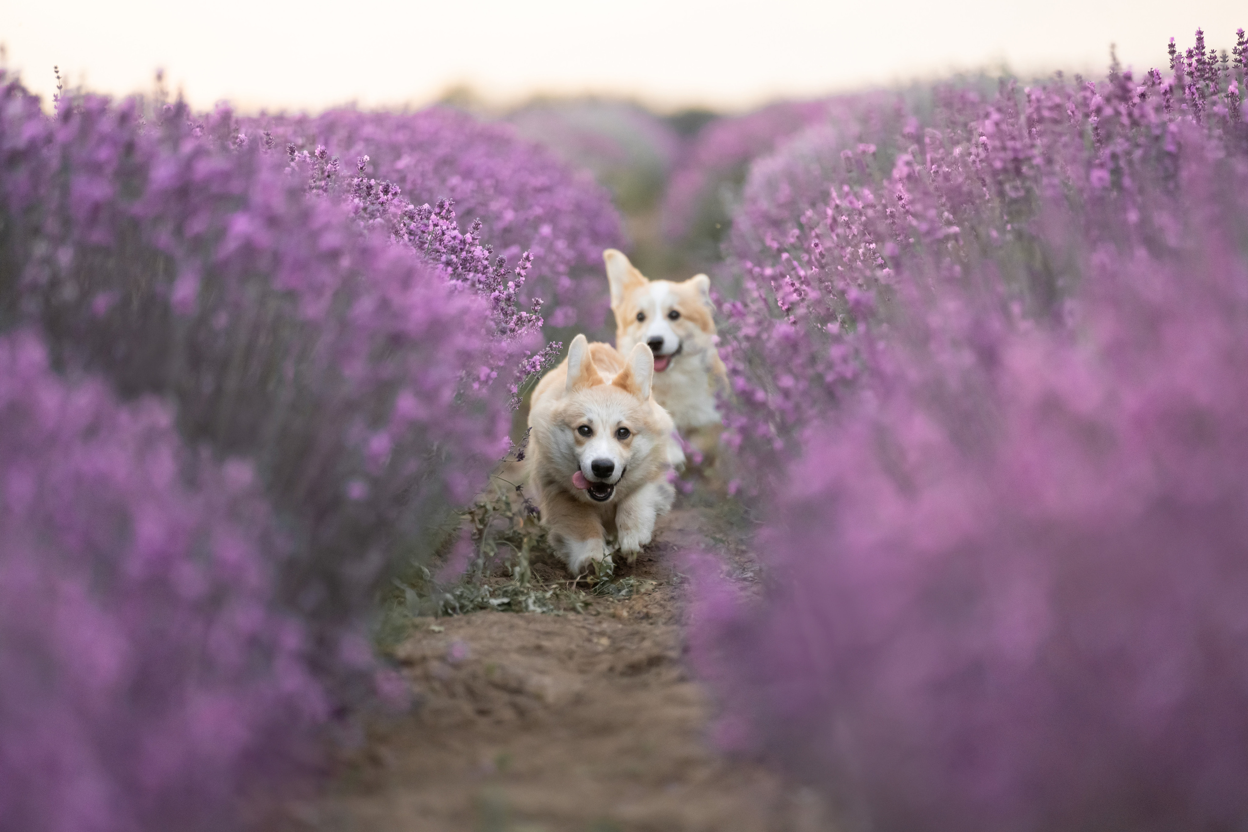 Коржики в лаванде. Фотограф анималист