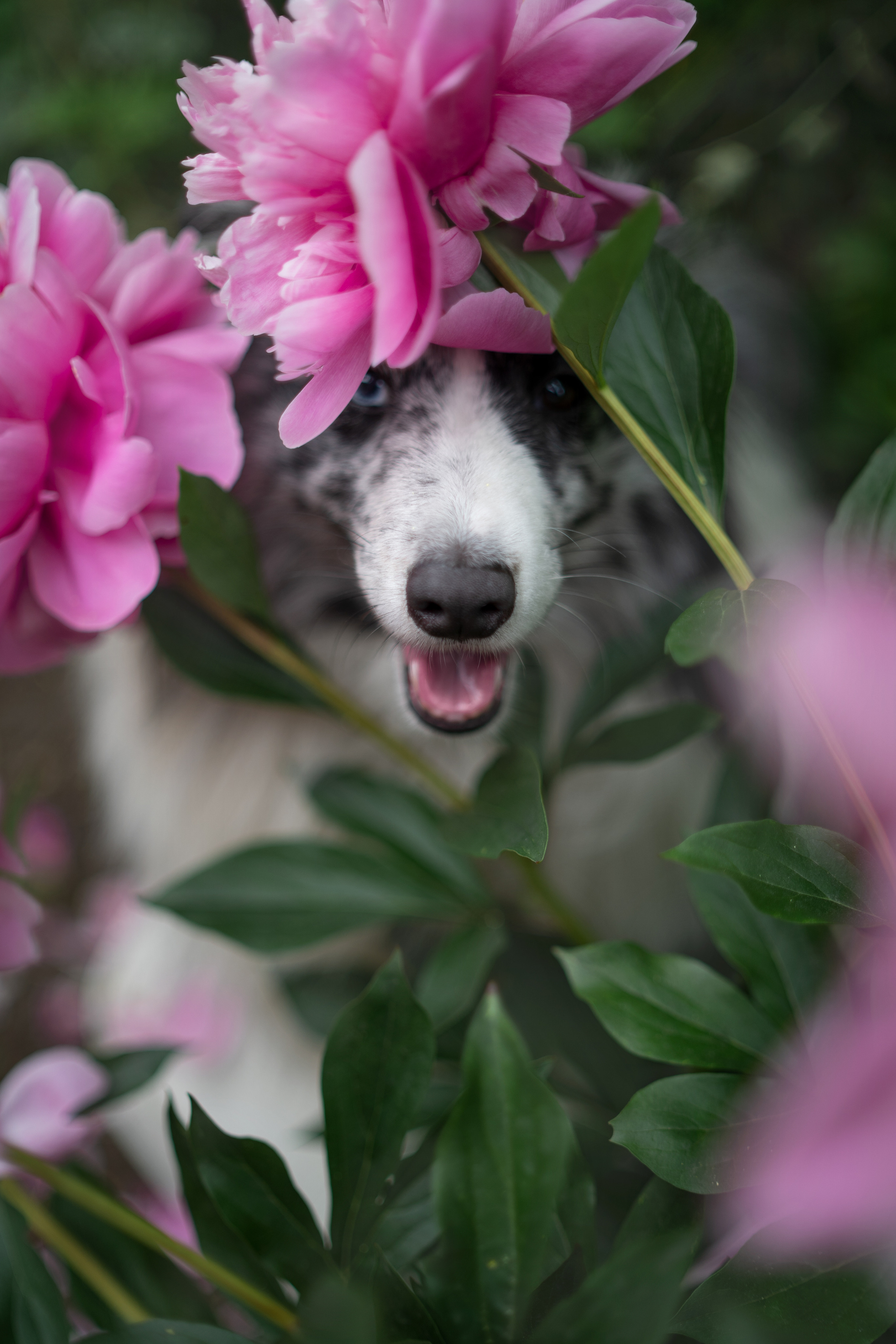 Форрест весна. Фотограф анималист