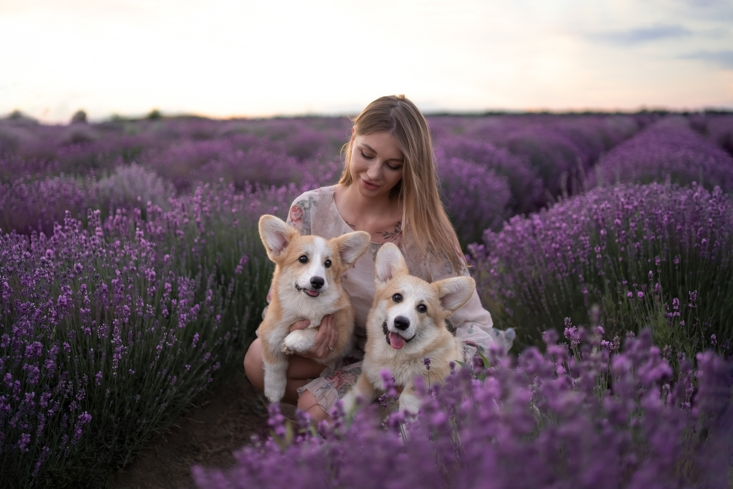 Коржики в лаванде. Фотограф анималист