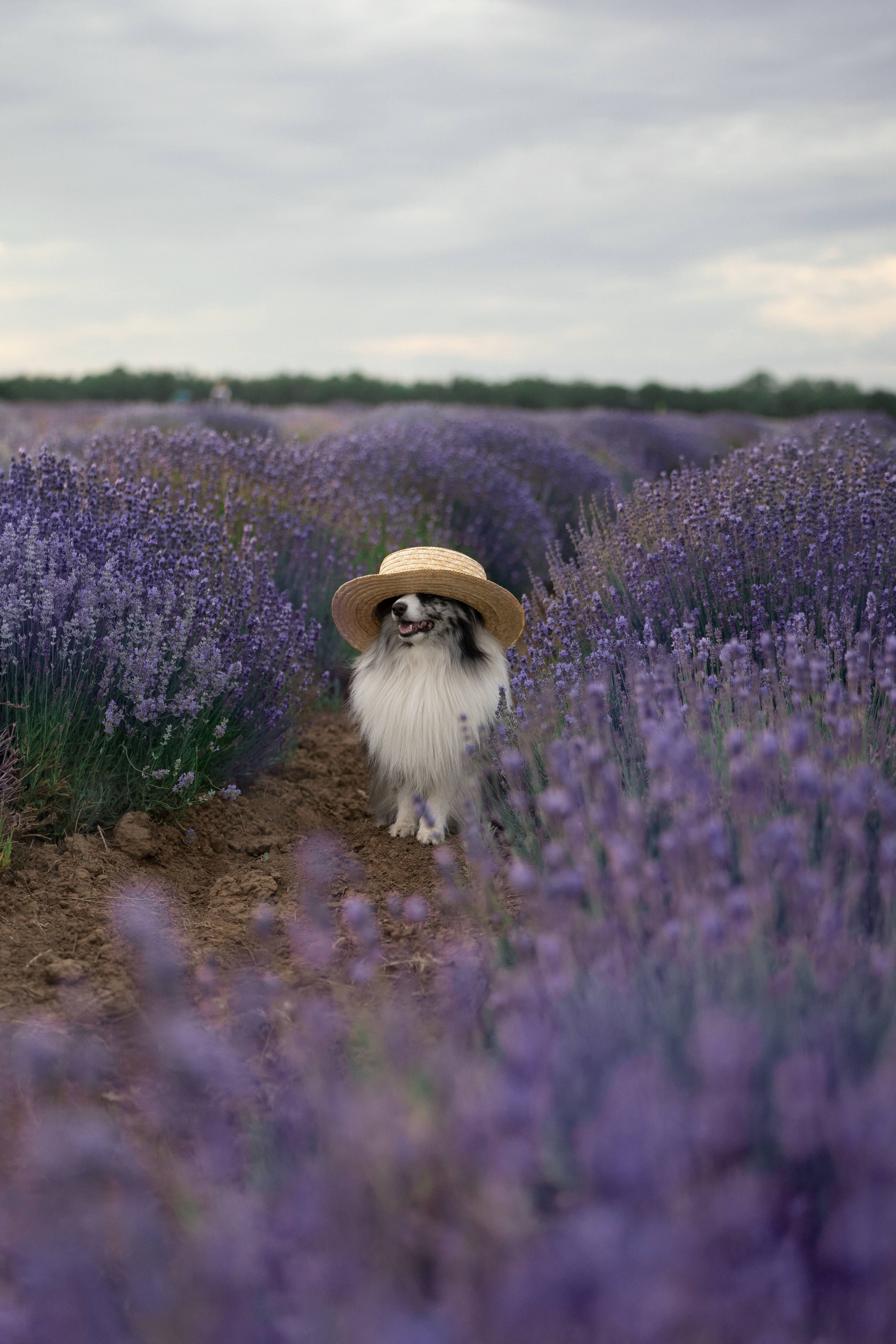 Форрест в лаванде. Фотограф анималист