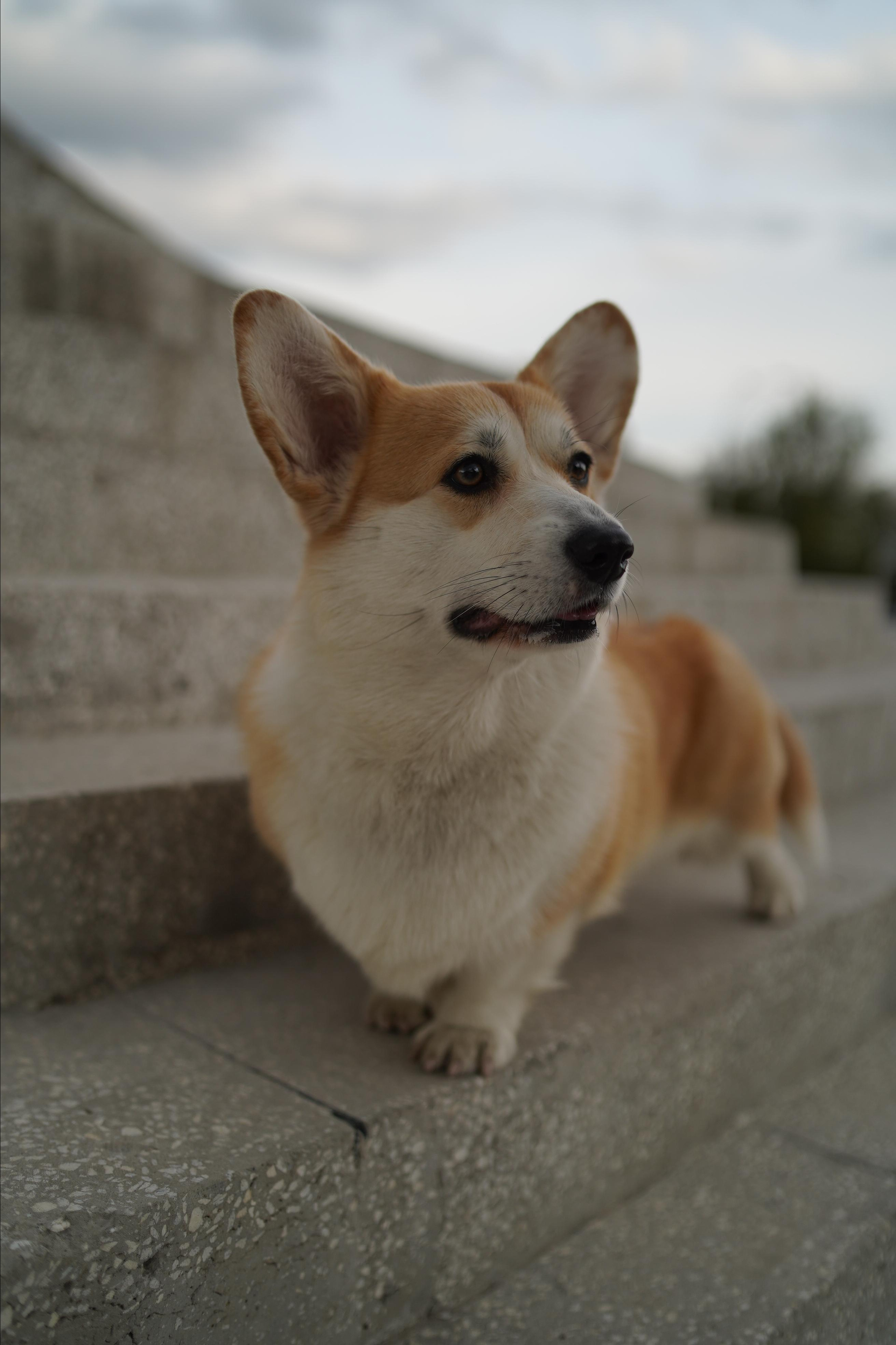 Ева. Фотограф анималист