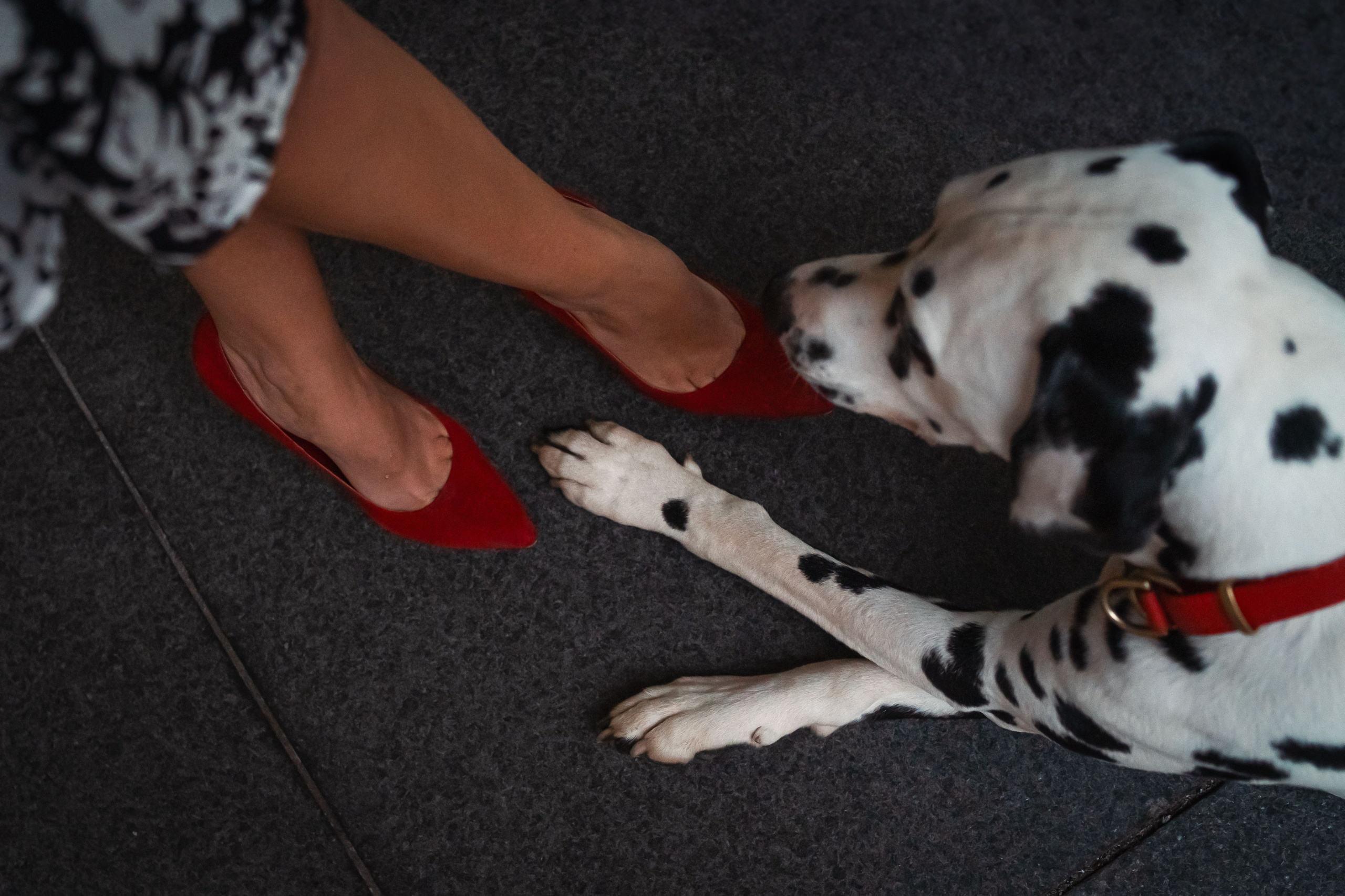 1 Далматин. Фотограф анималист