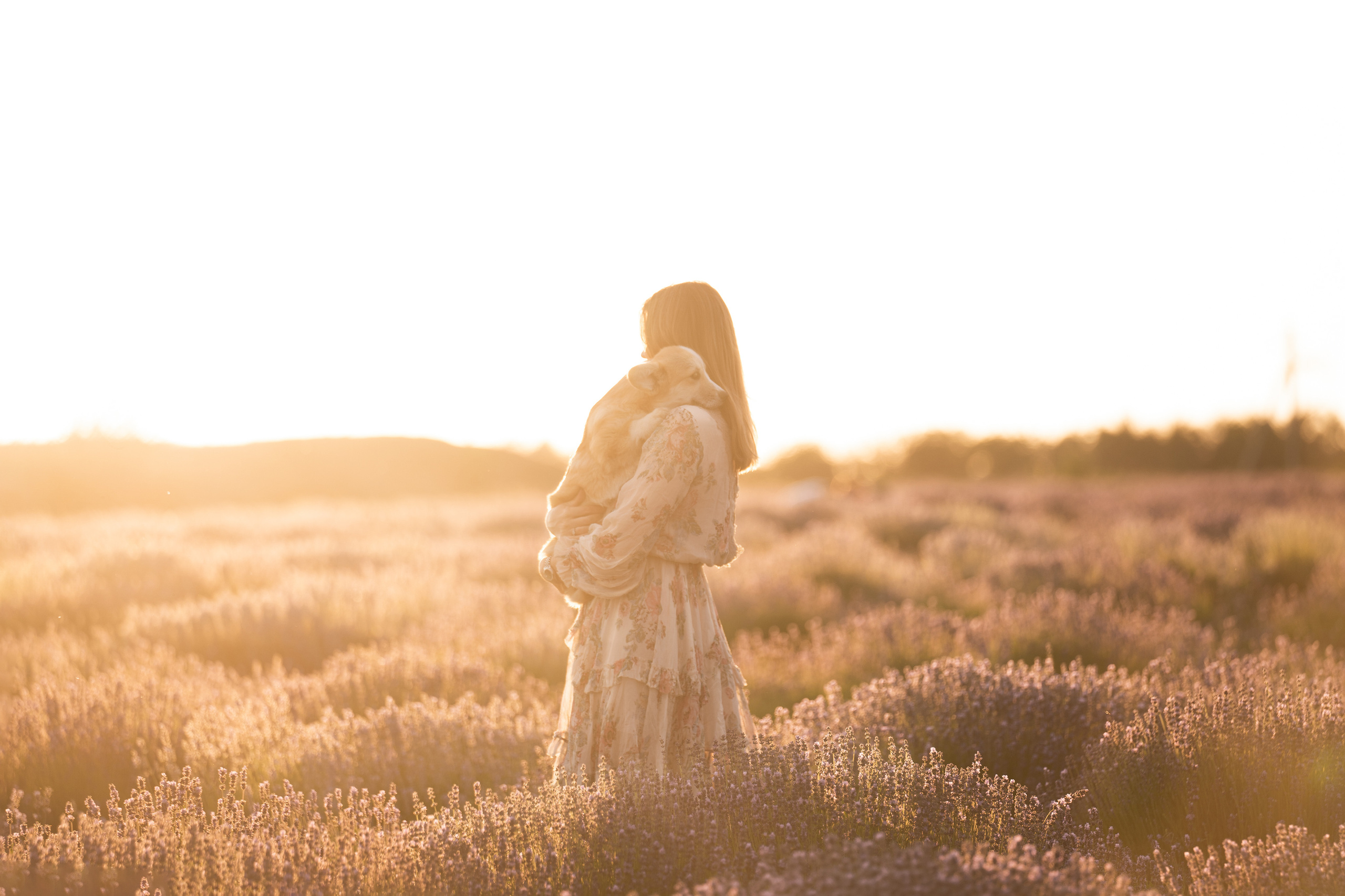 Коржики в лаванде. Фотограф анималист