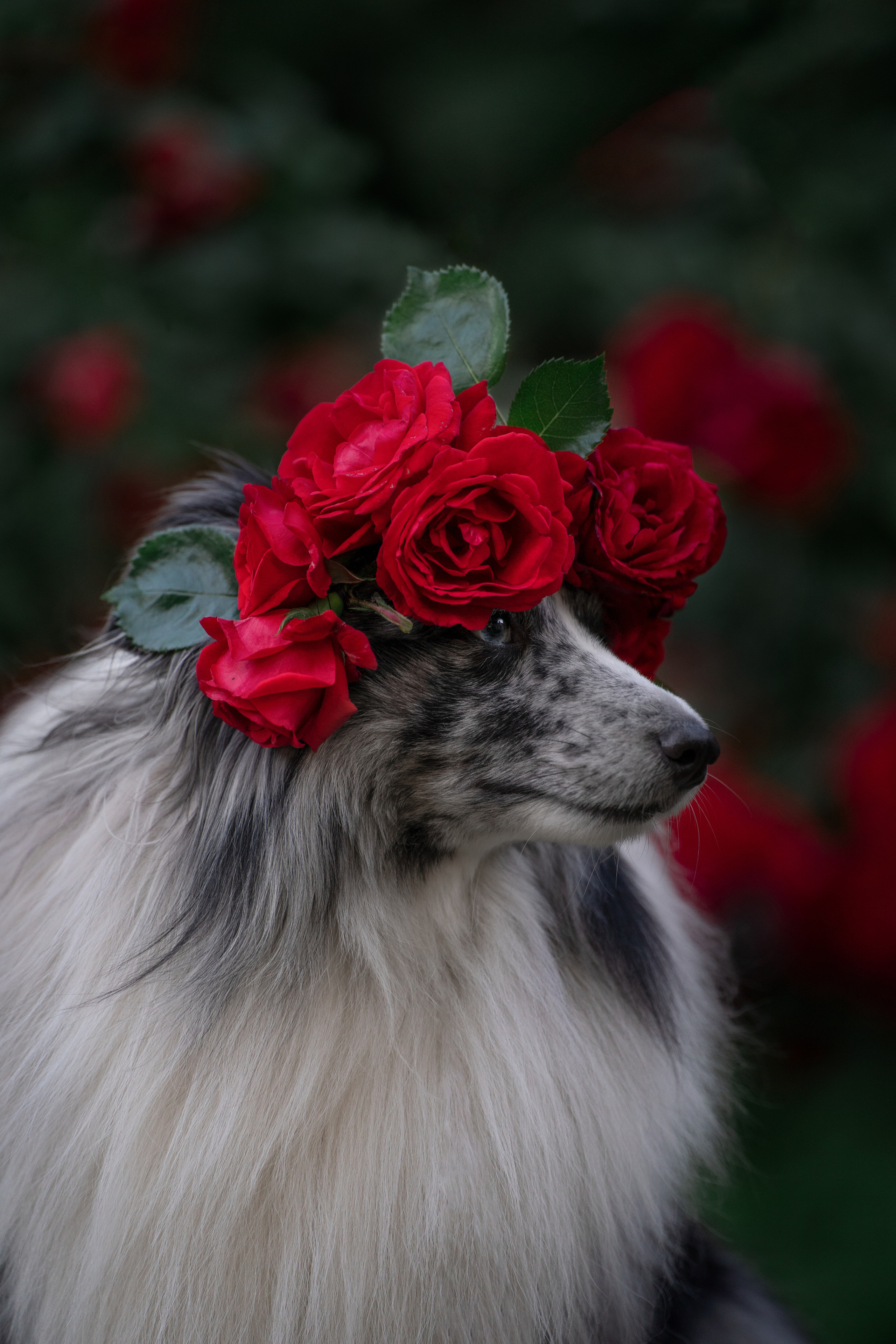 Форрест весна. Фотограф анималист