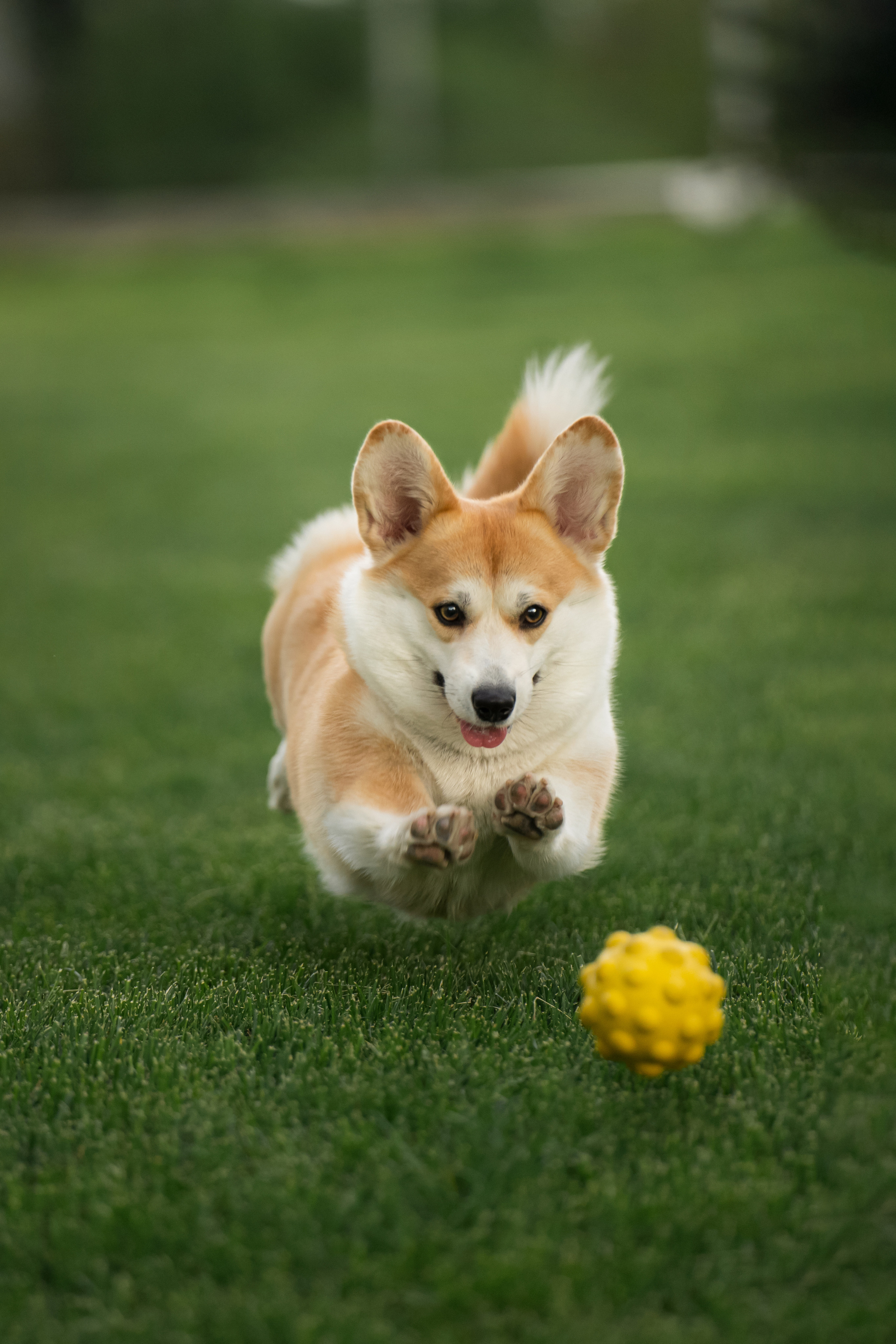 Ева. Фотограф анималист