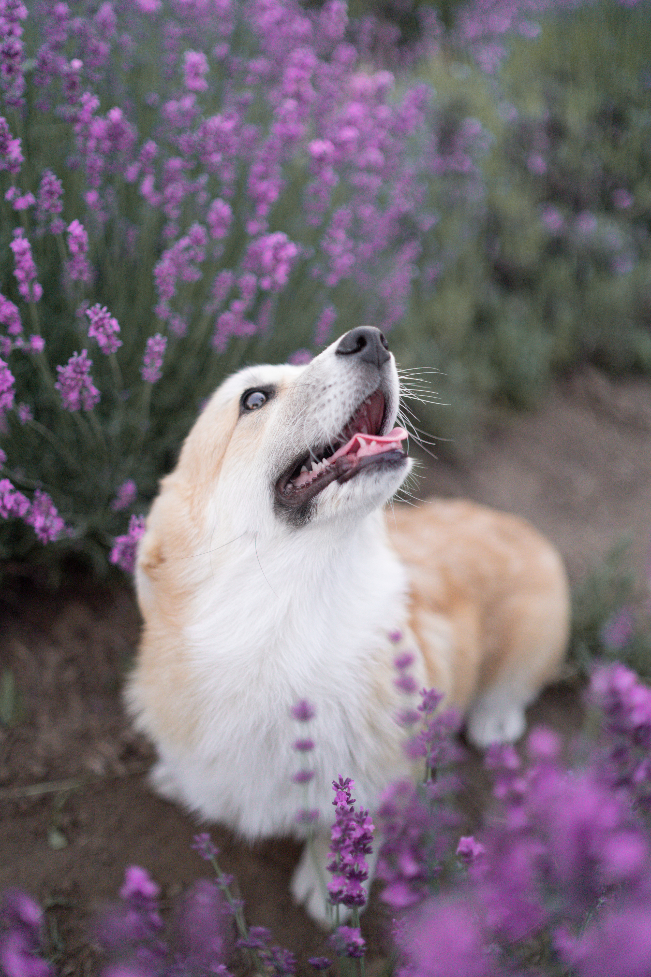 Коржики в лаванде. Фотограф анималист