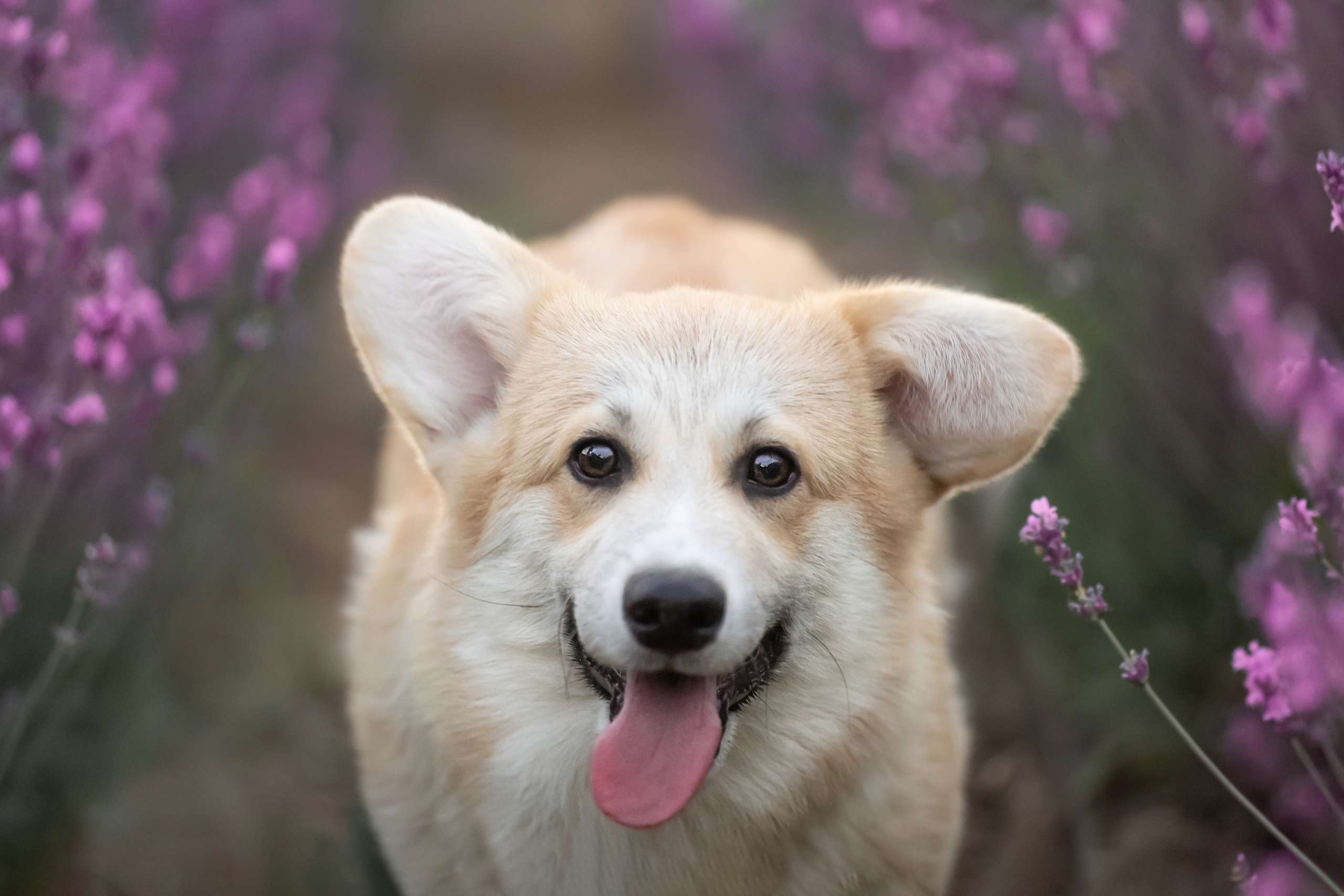Коржики в лаванде. Фотограф анималист