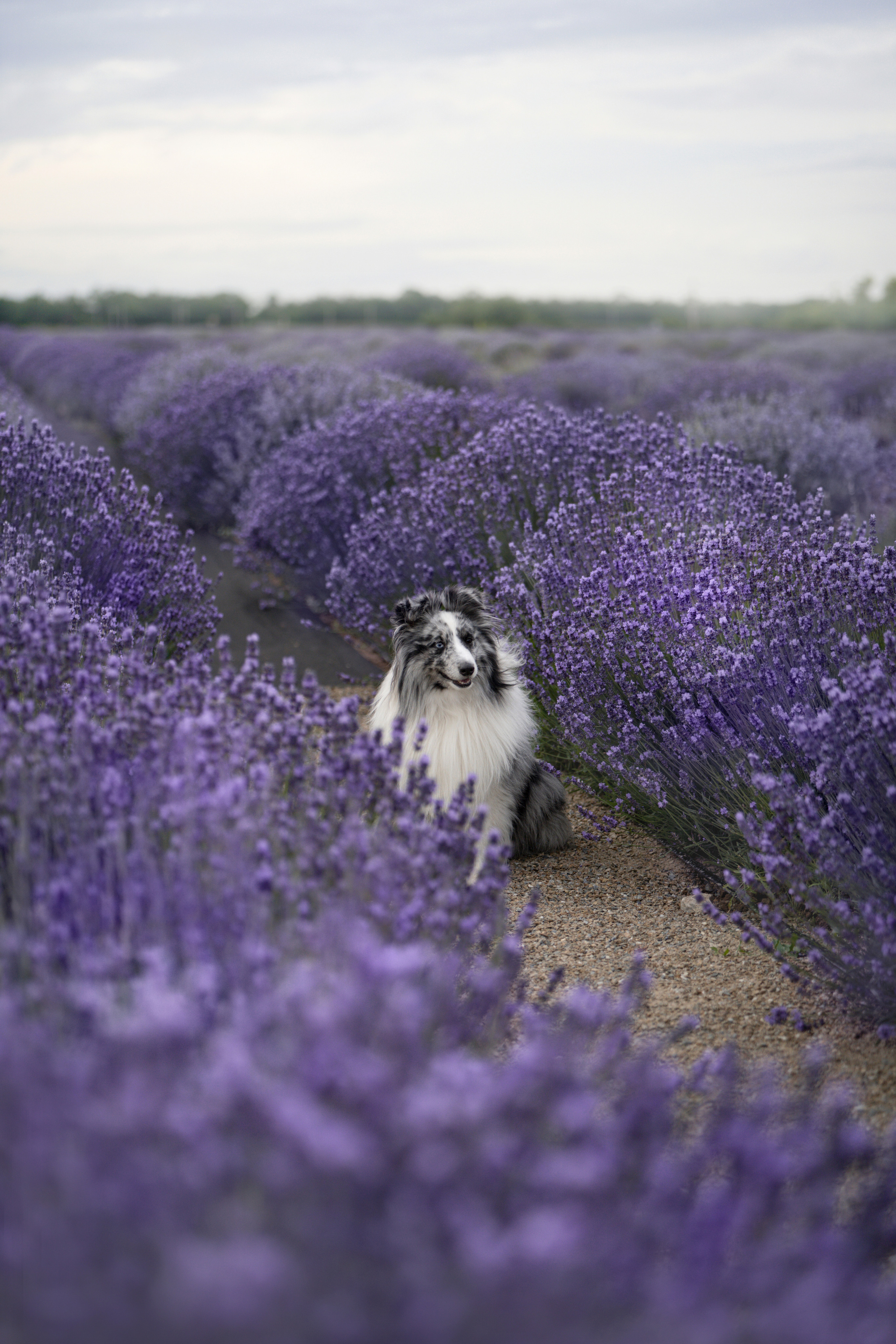 Форрест в лаванде. Фотограф анималист