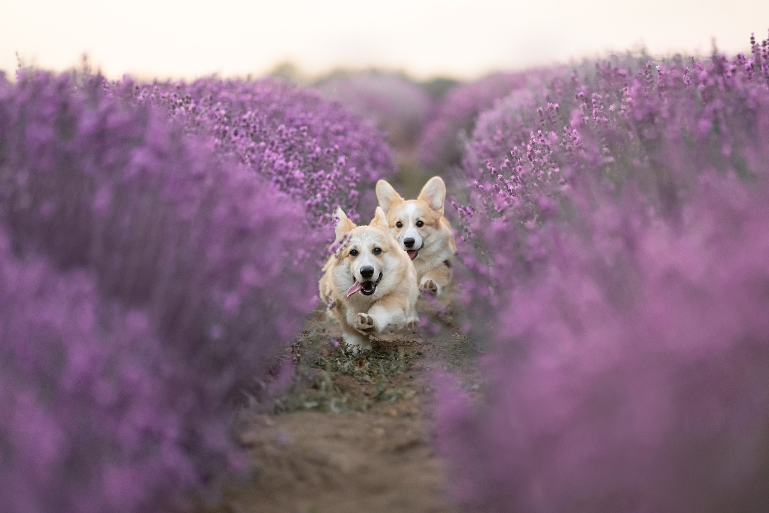 Коржики в лаванде. Фотограф анималист