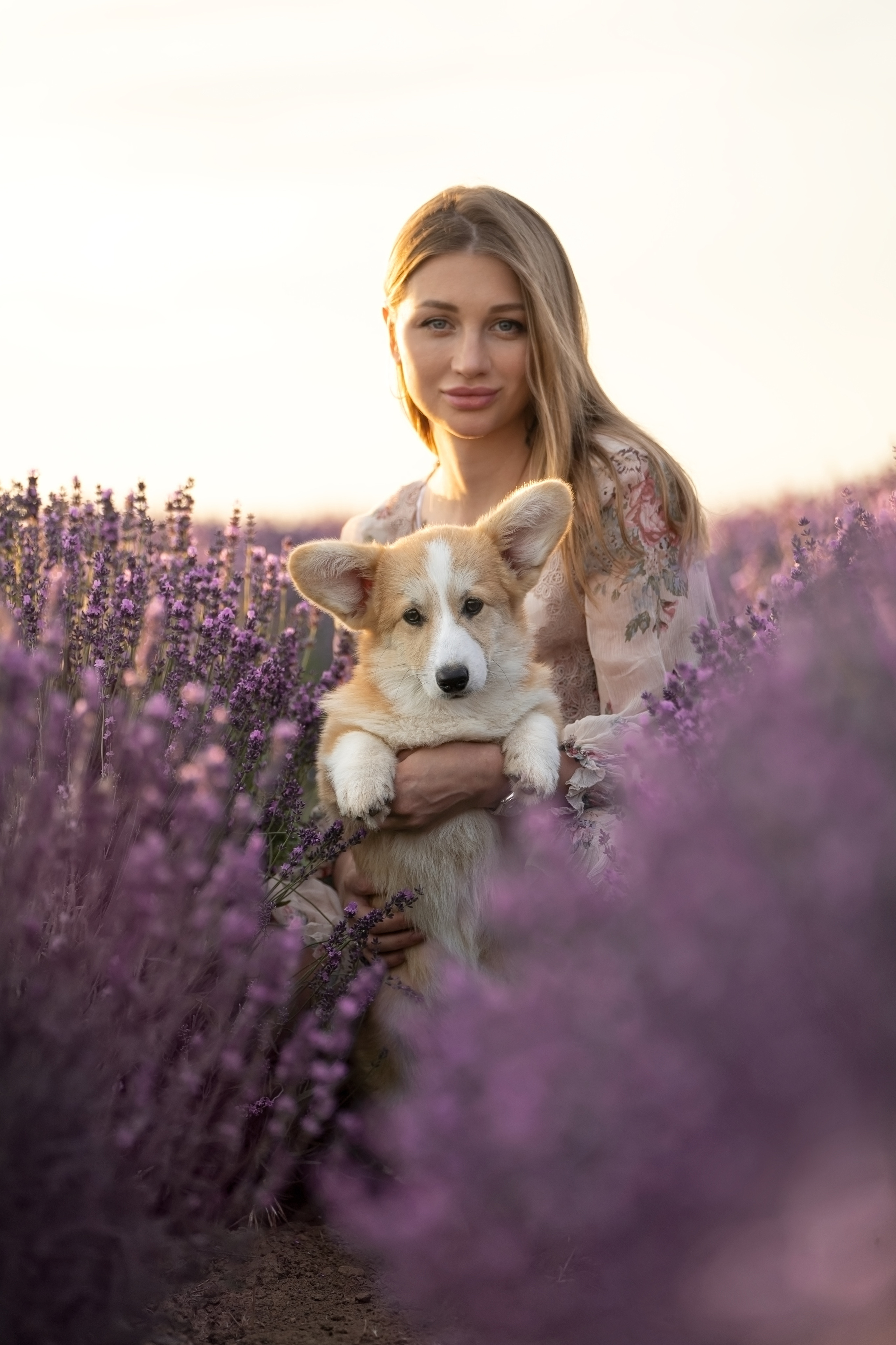 Коржики в лаванде. Фотограф анималист