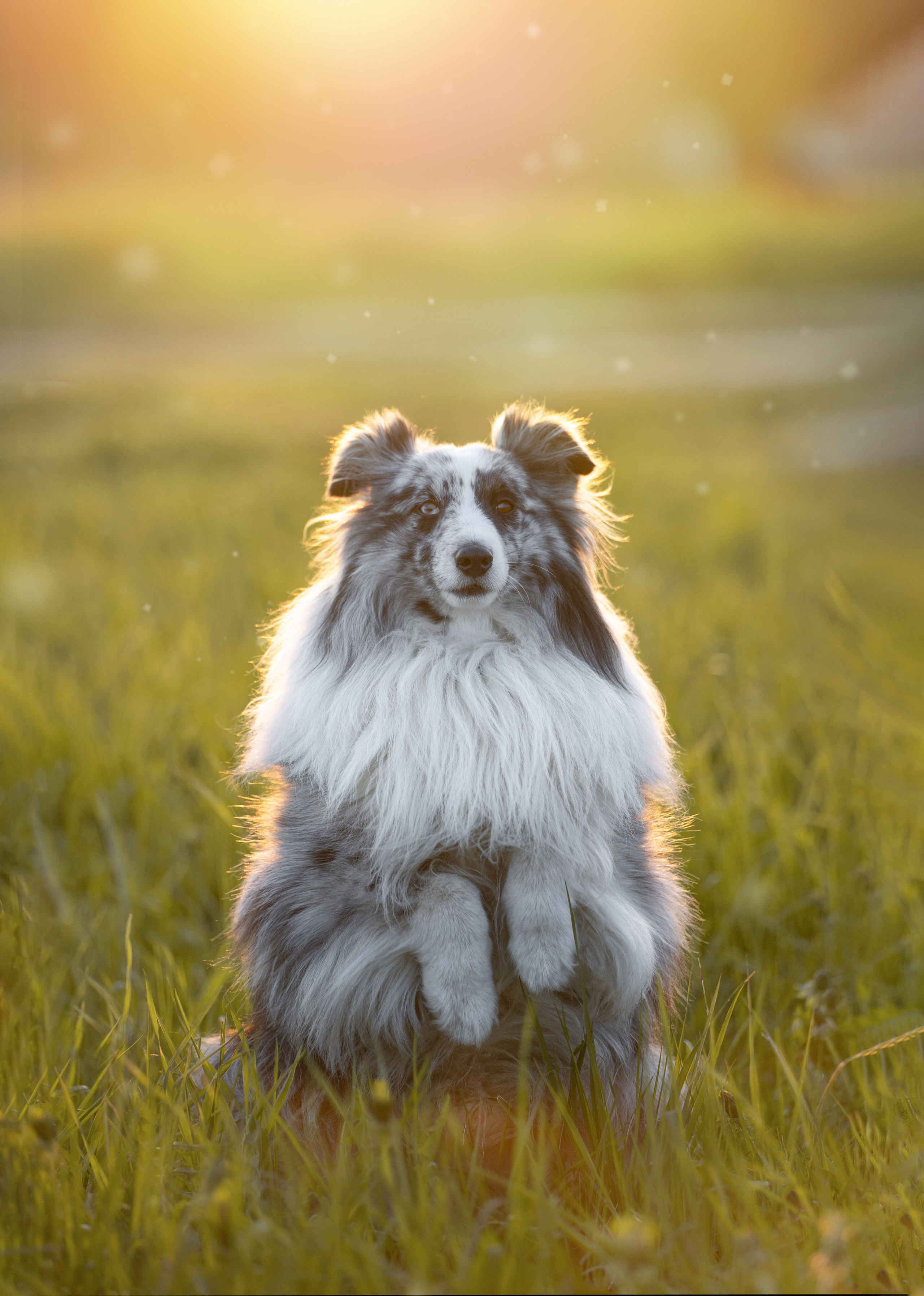 Форрест весна. Фотограф анималист