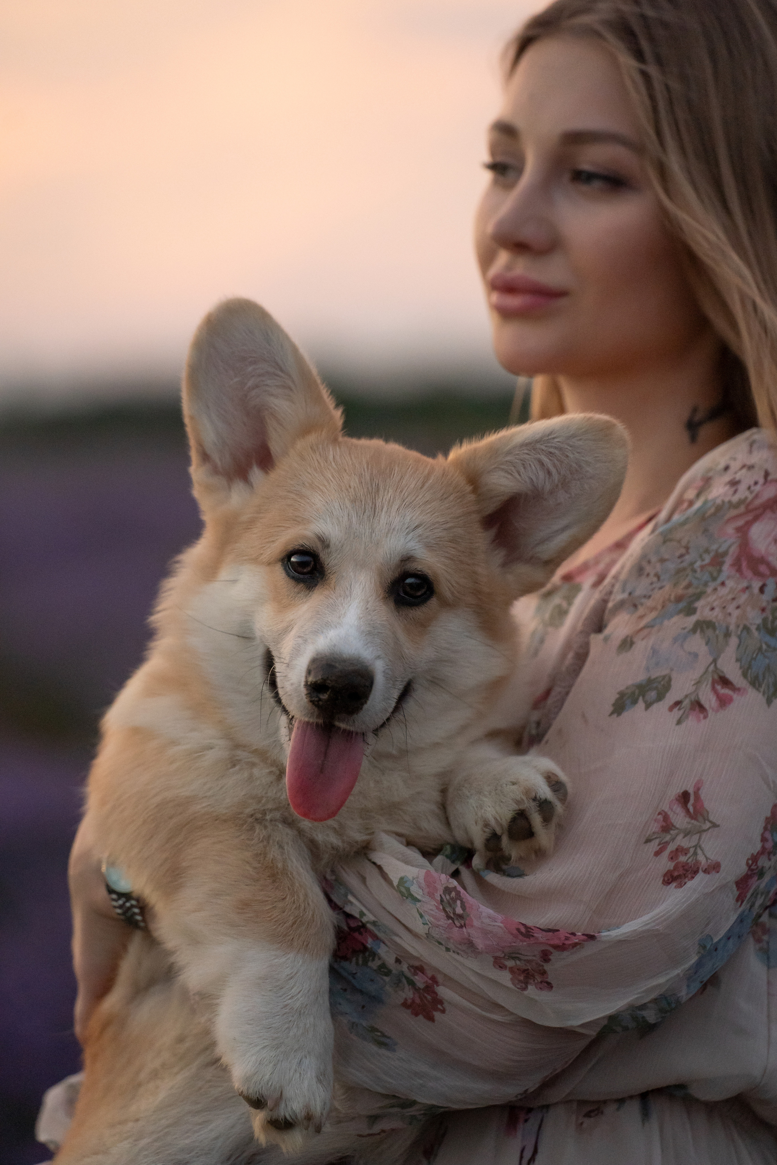 Коржики в лаванде. Фотограф анималист