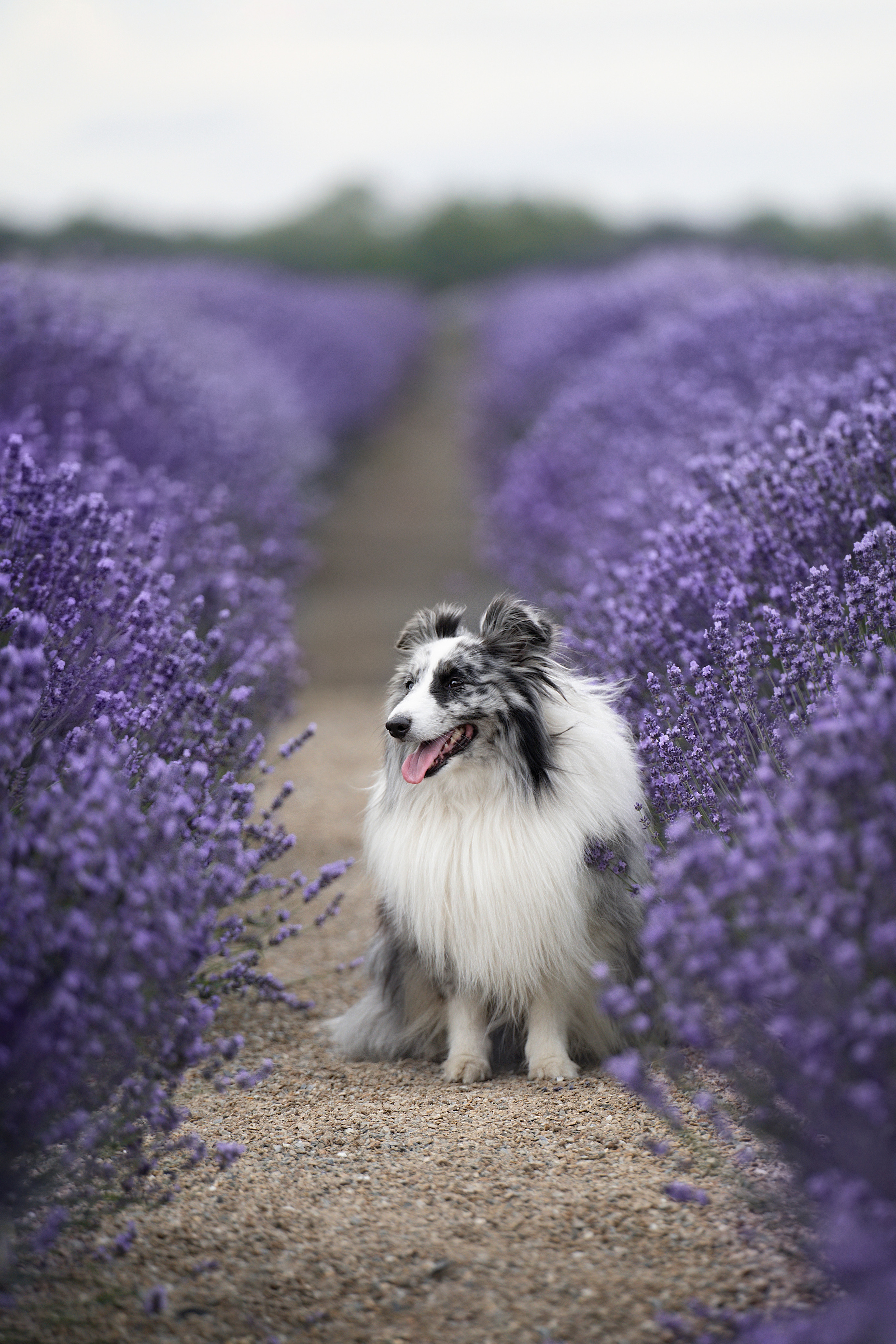 Форрест в лаванде. Фотограф анималист