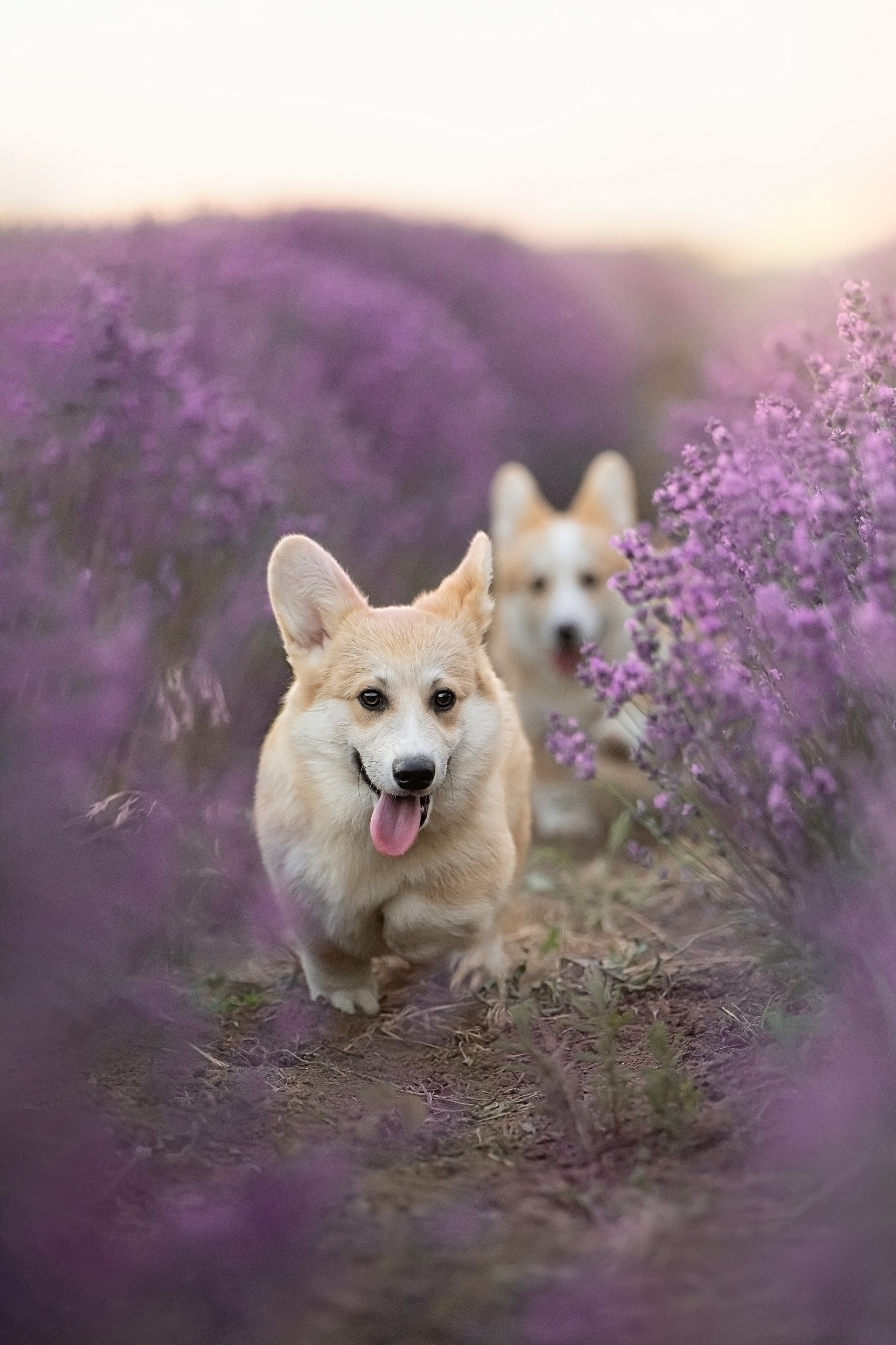 Коржики в лаванде. Фотограф анималист