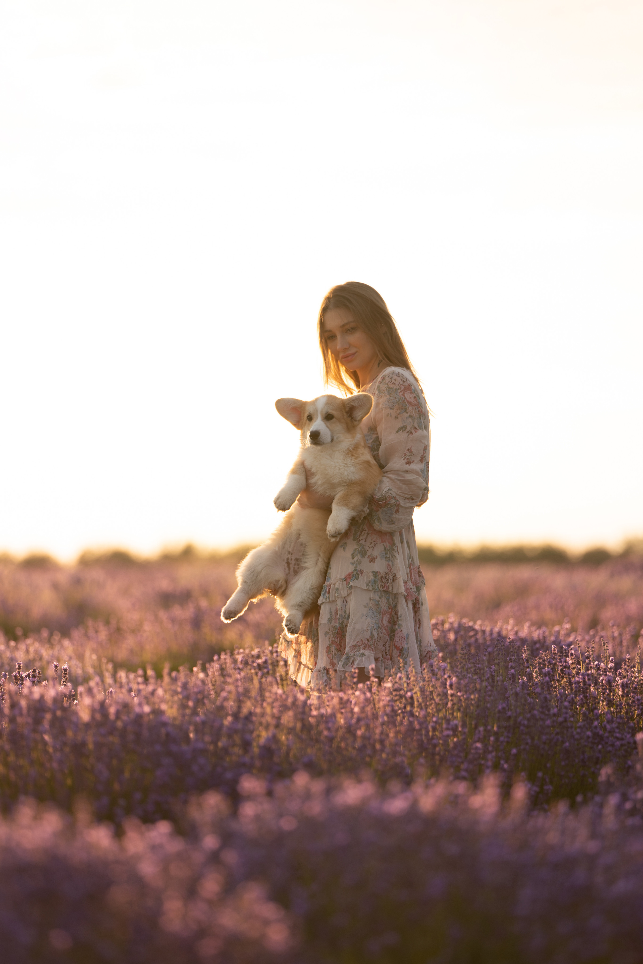 Коржики в лаванде. Фотограф анималист