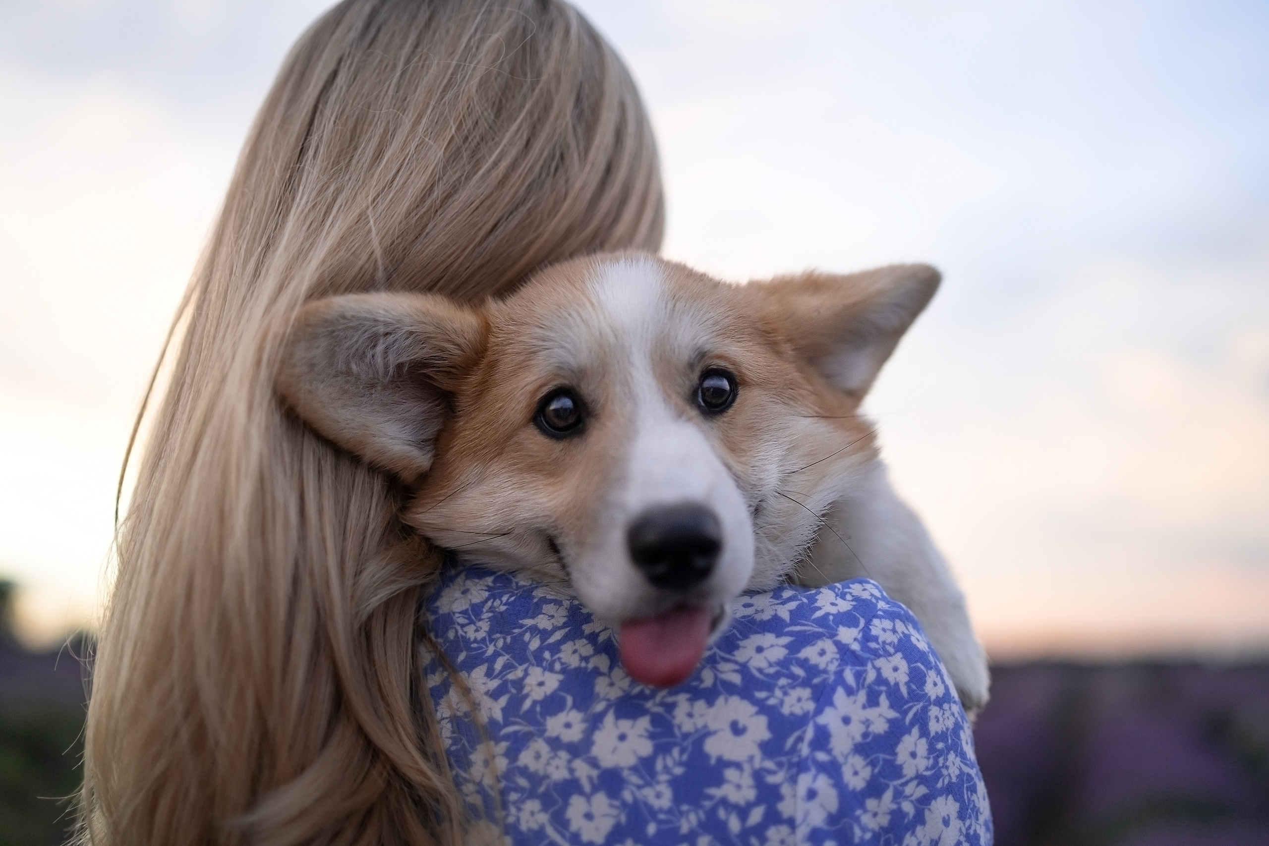 Коржики в лаванде. Фотограф анималист