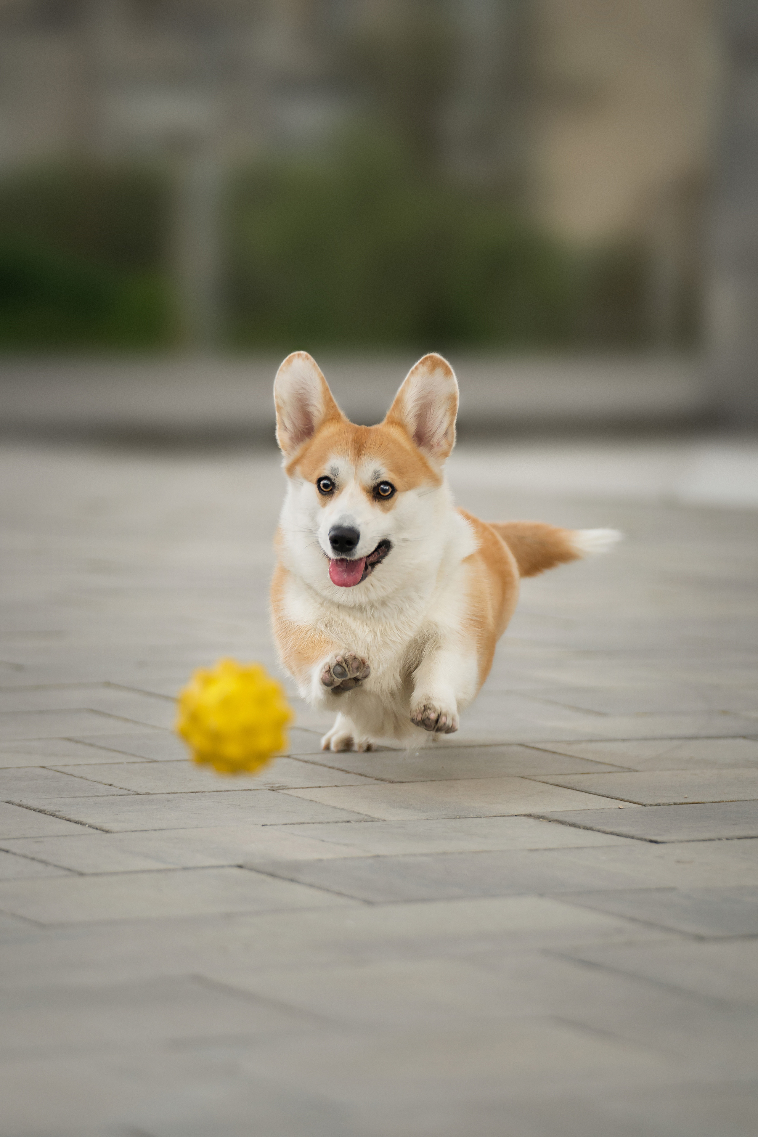 Ева. Фотограф анималист