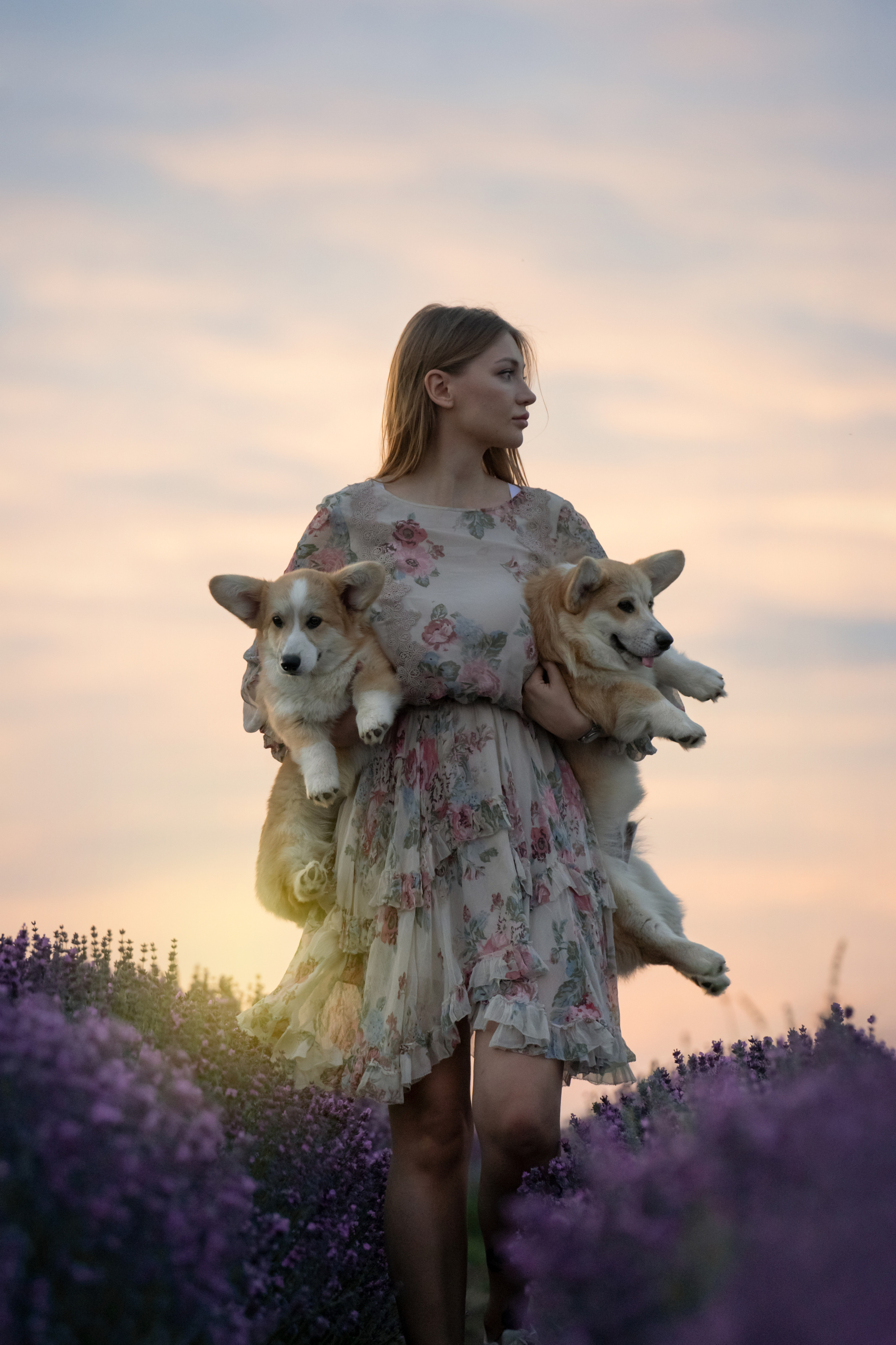 Коржики в лаванде. Фотограф анималист