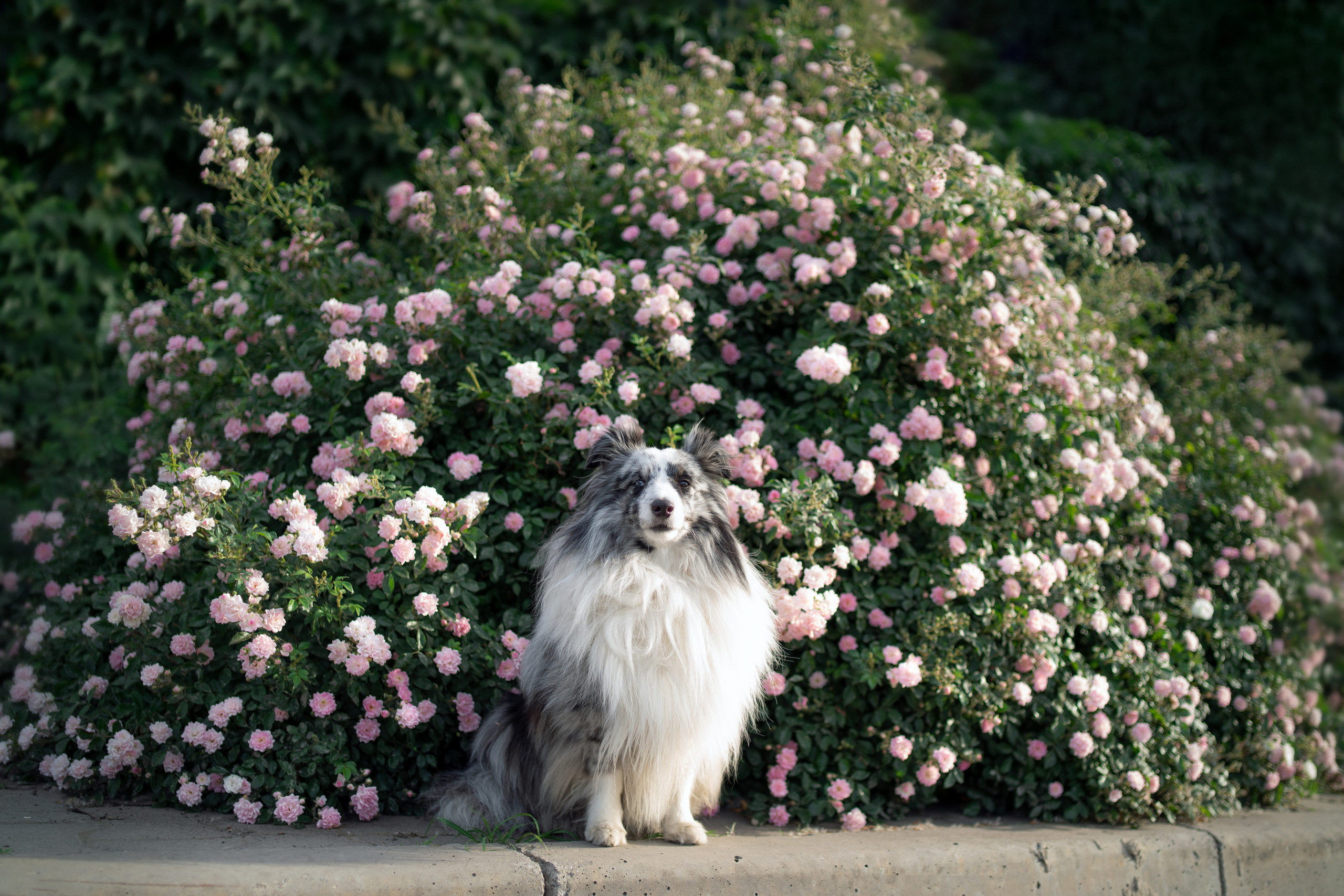 Форрест весна. Фотограф анималист