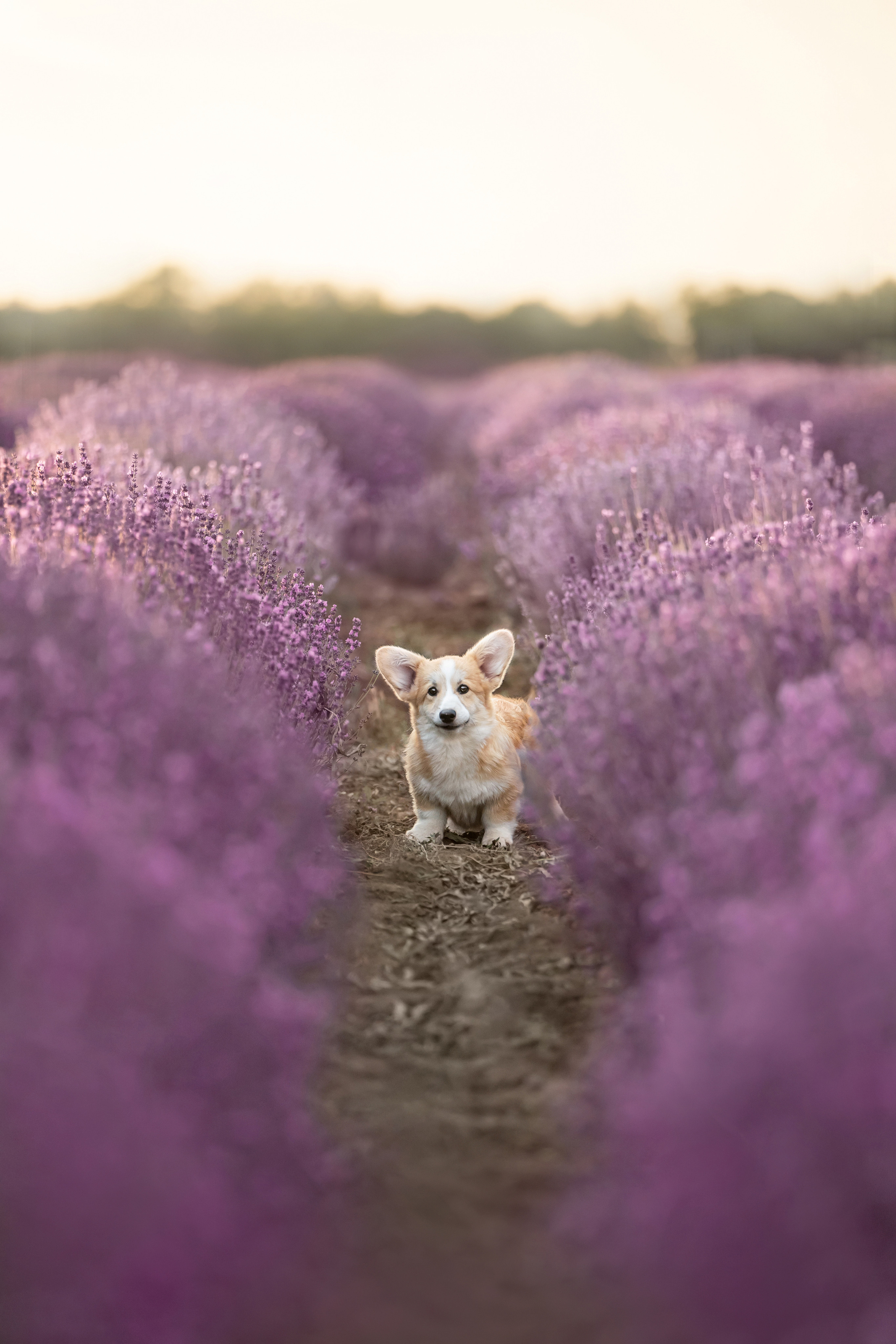 Коржики в лаванде. Фотограф анималист