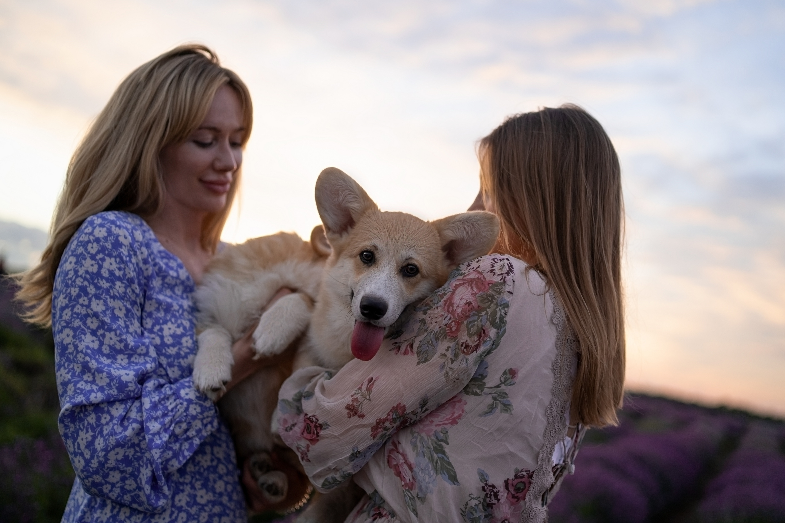 Коржики в лаванде. Фотограф анималист