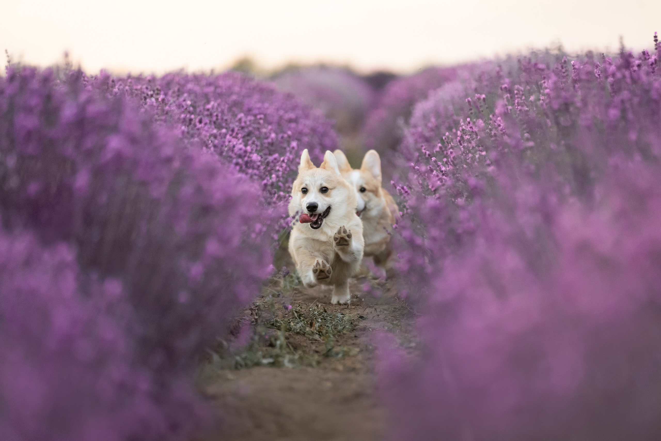 Коржики в лаванде. Фотограф анималист