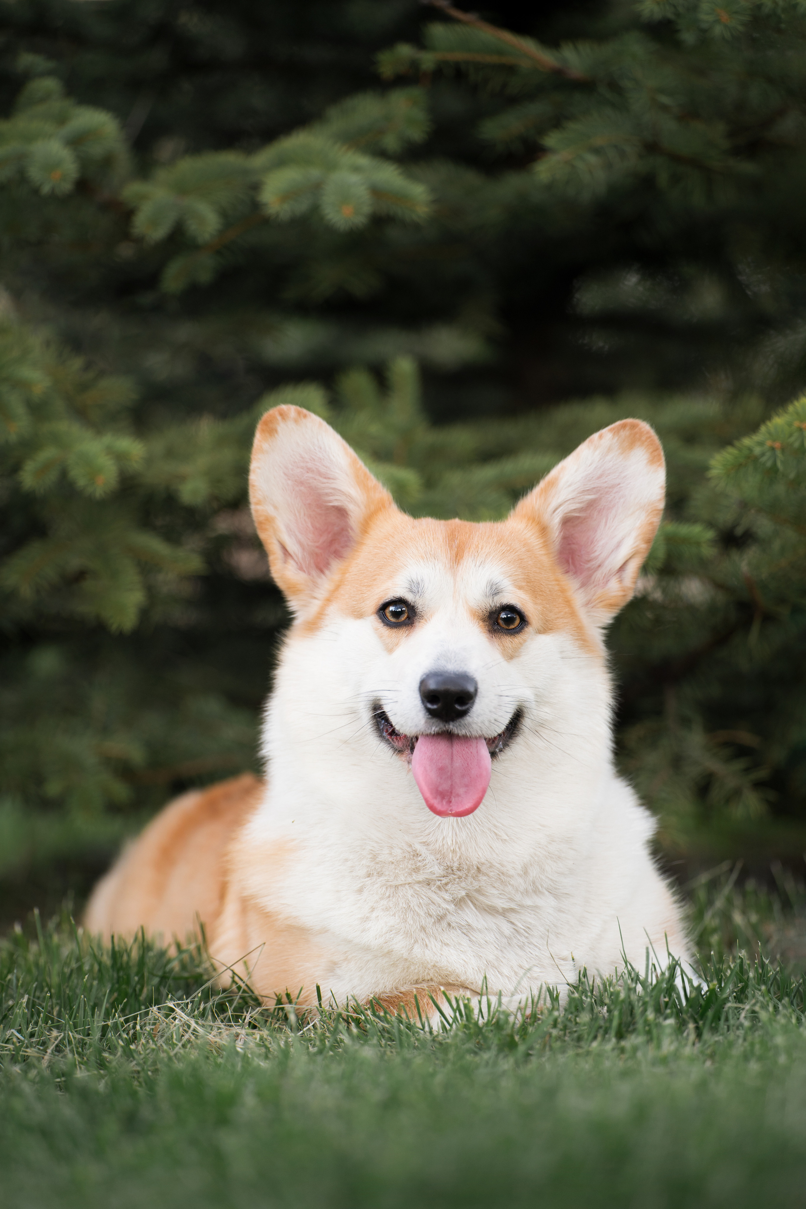 Ева. Фотограф анималист