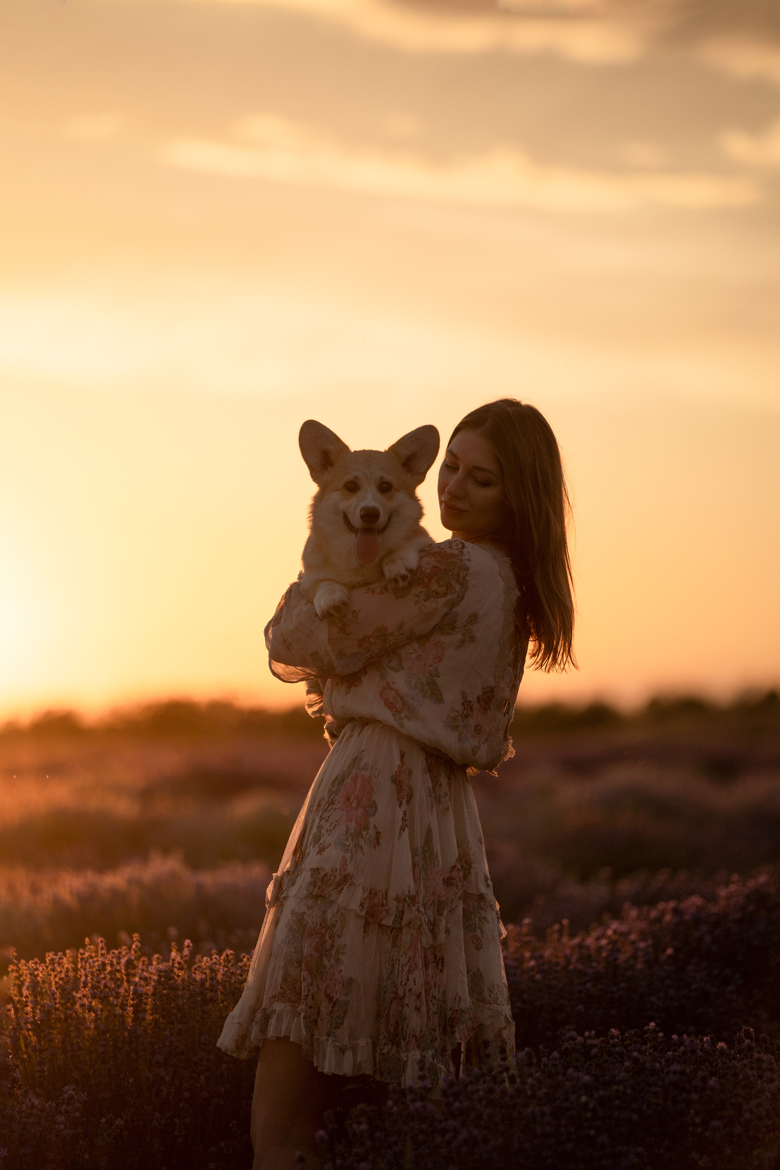 Коржики в лаванде. Фотограф анималист