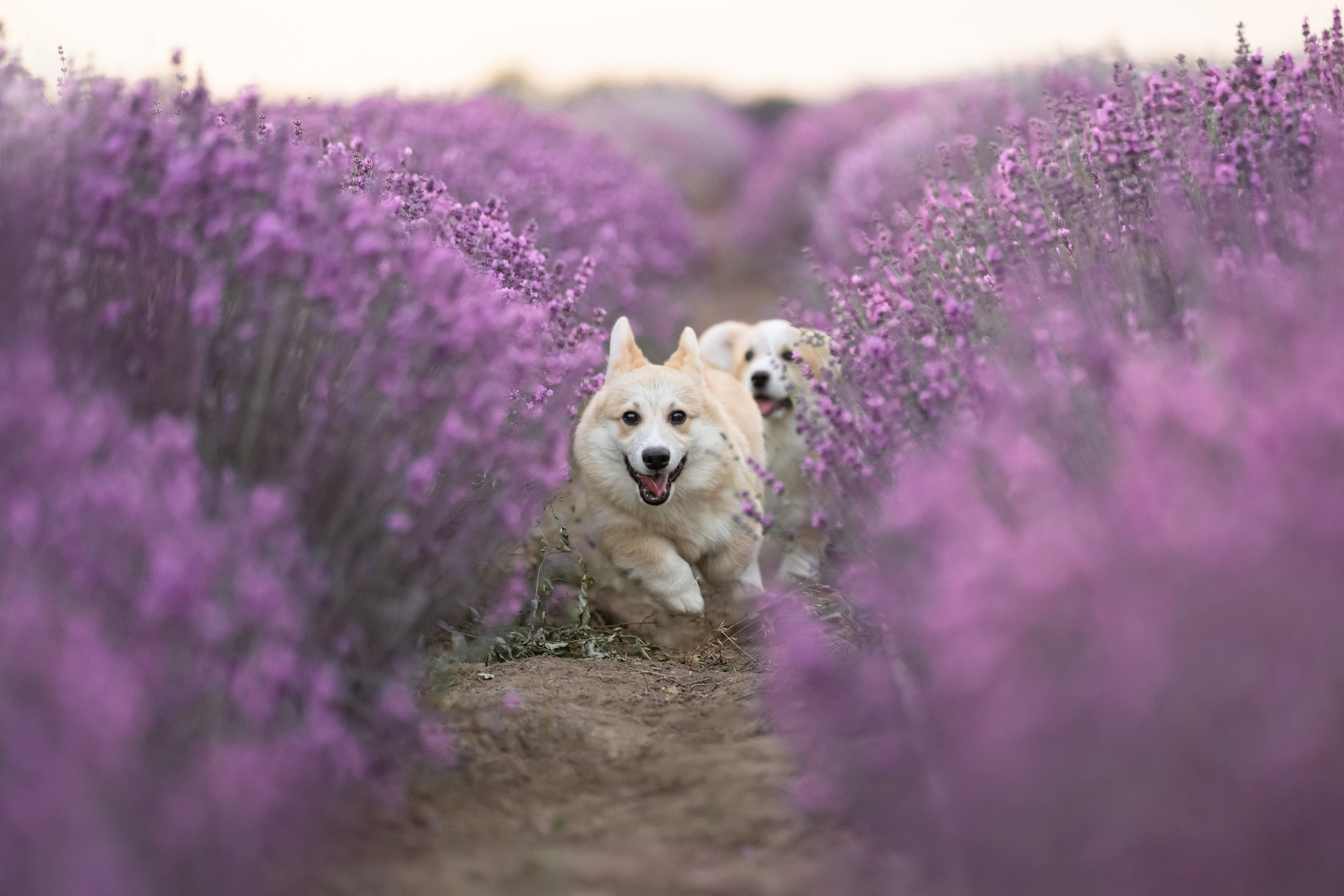 Коржики в лаванде. Фотограф анималист