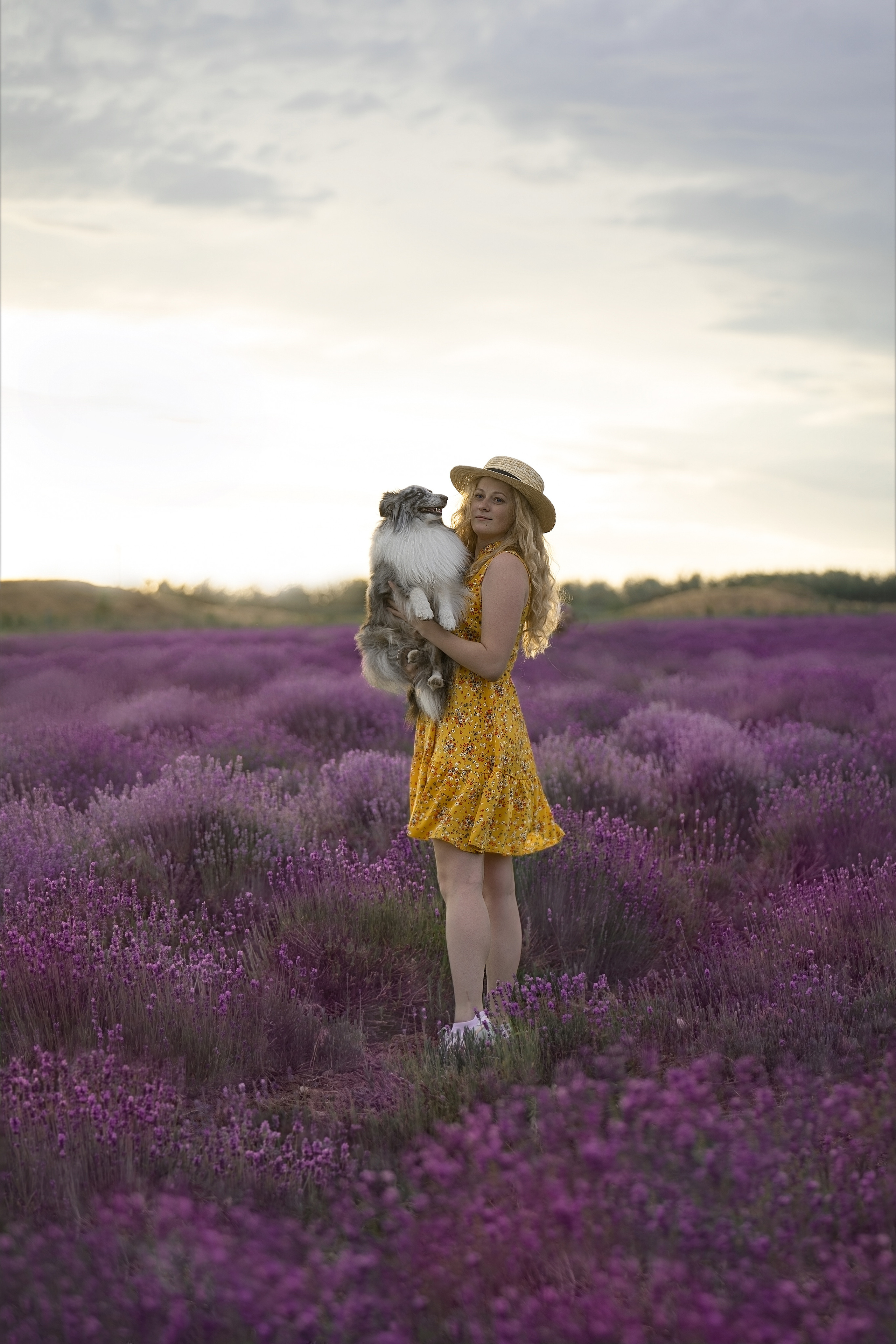 Форрест в лаванде. Фотограф анималист