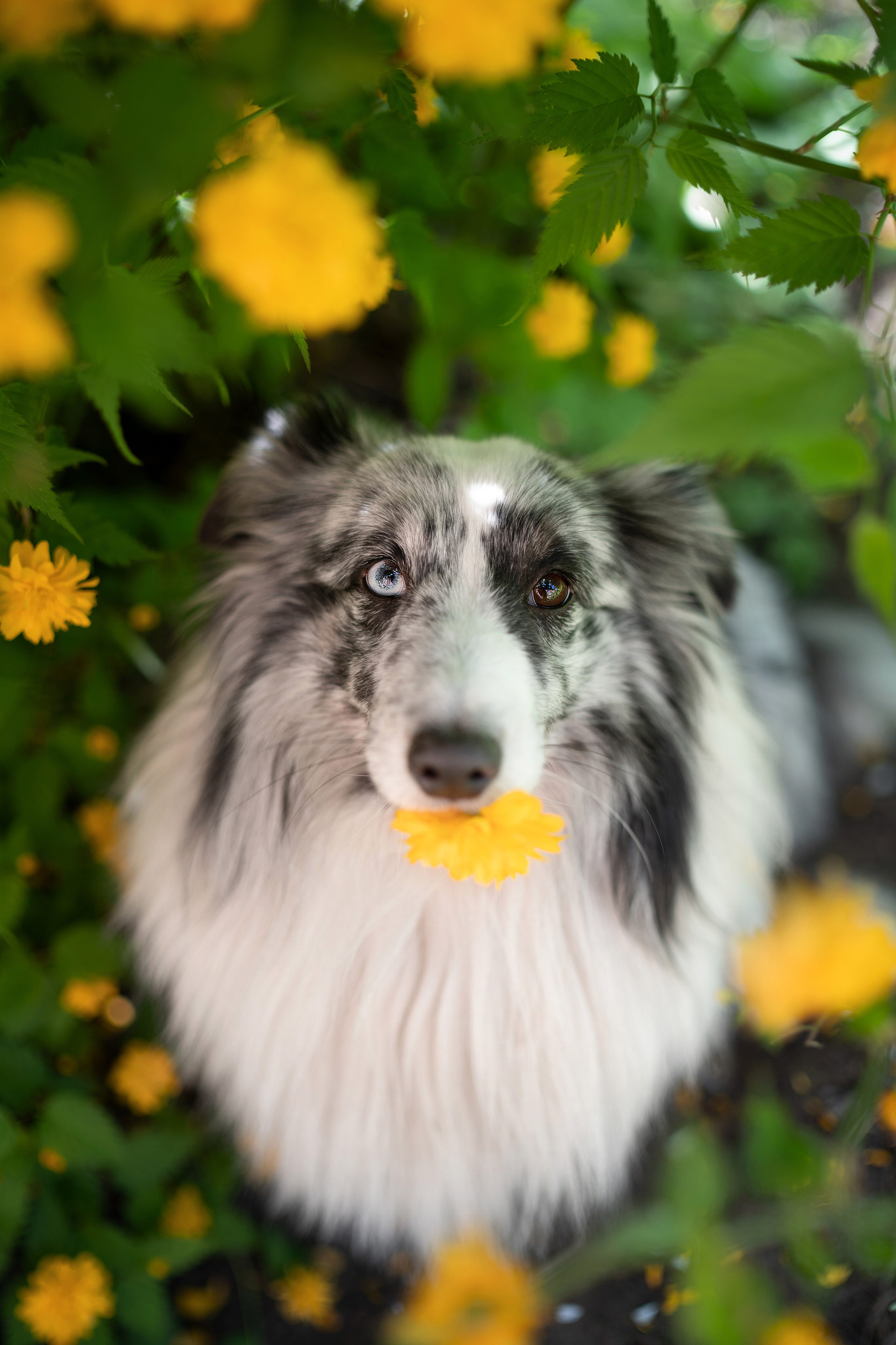 Форрест весна. Фотограф анималист