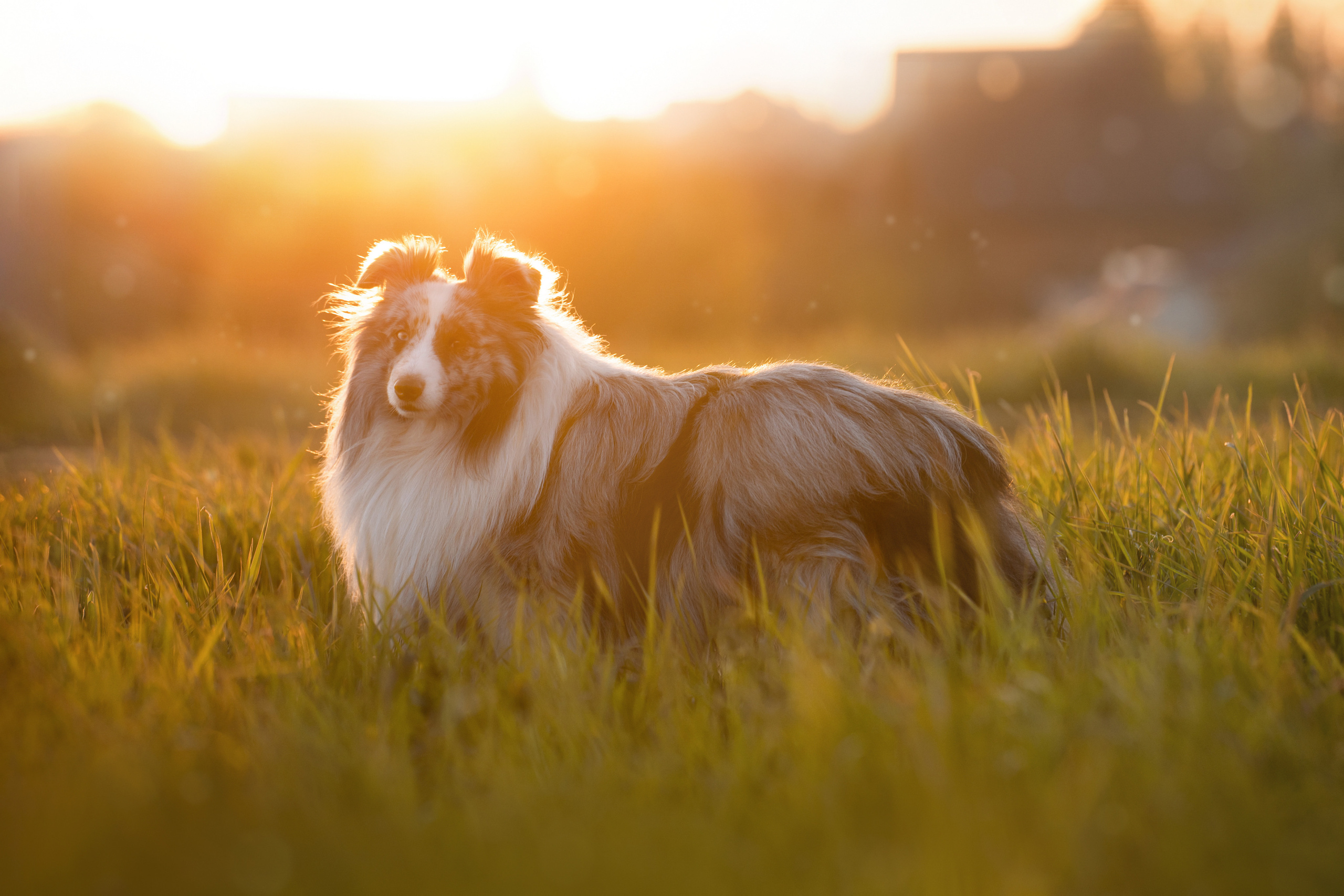 Форрест весна. Фотограф анималист