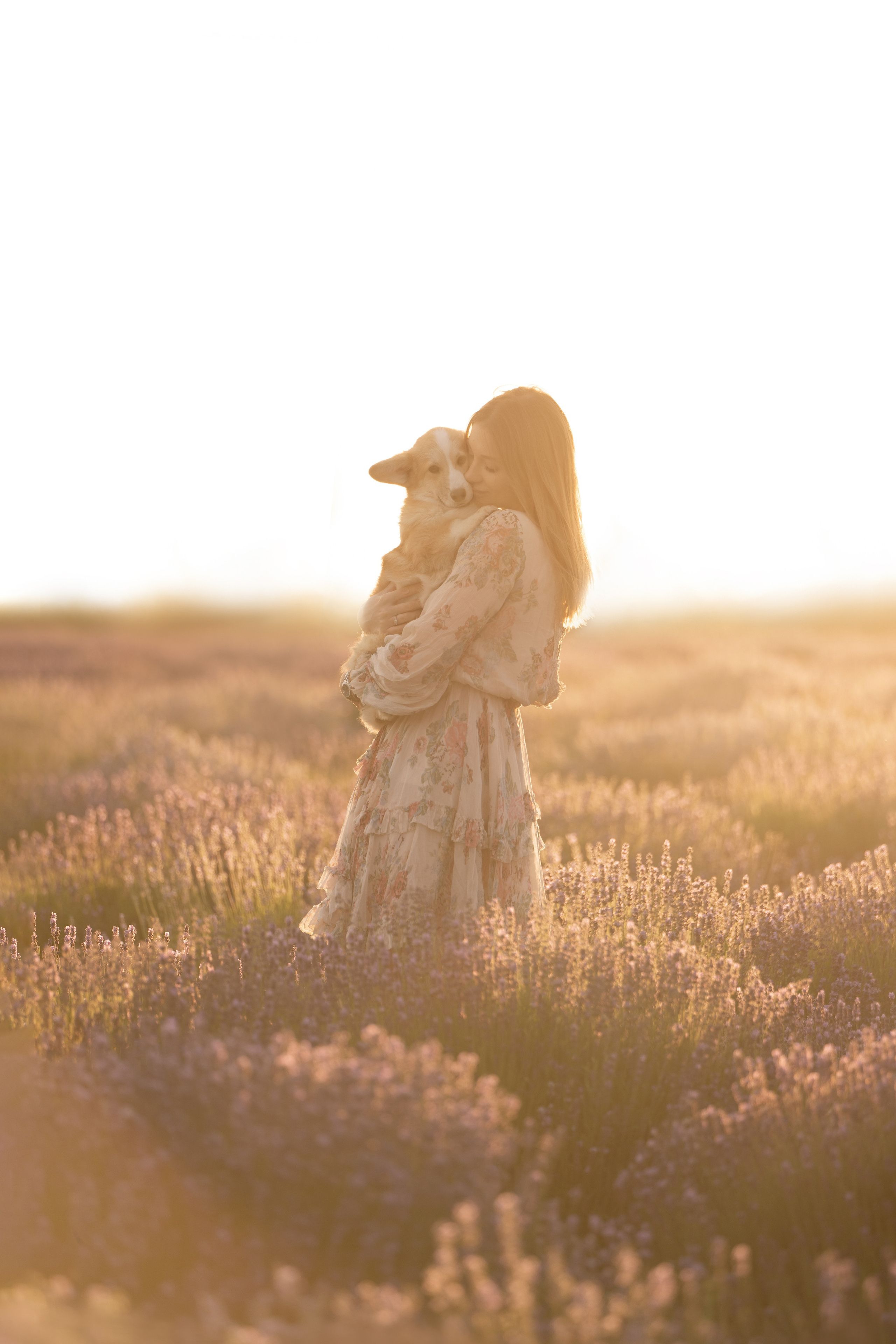 Коржики в лаванде. Фотограф анималист