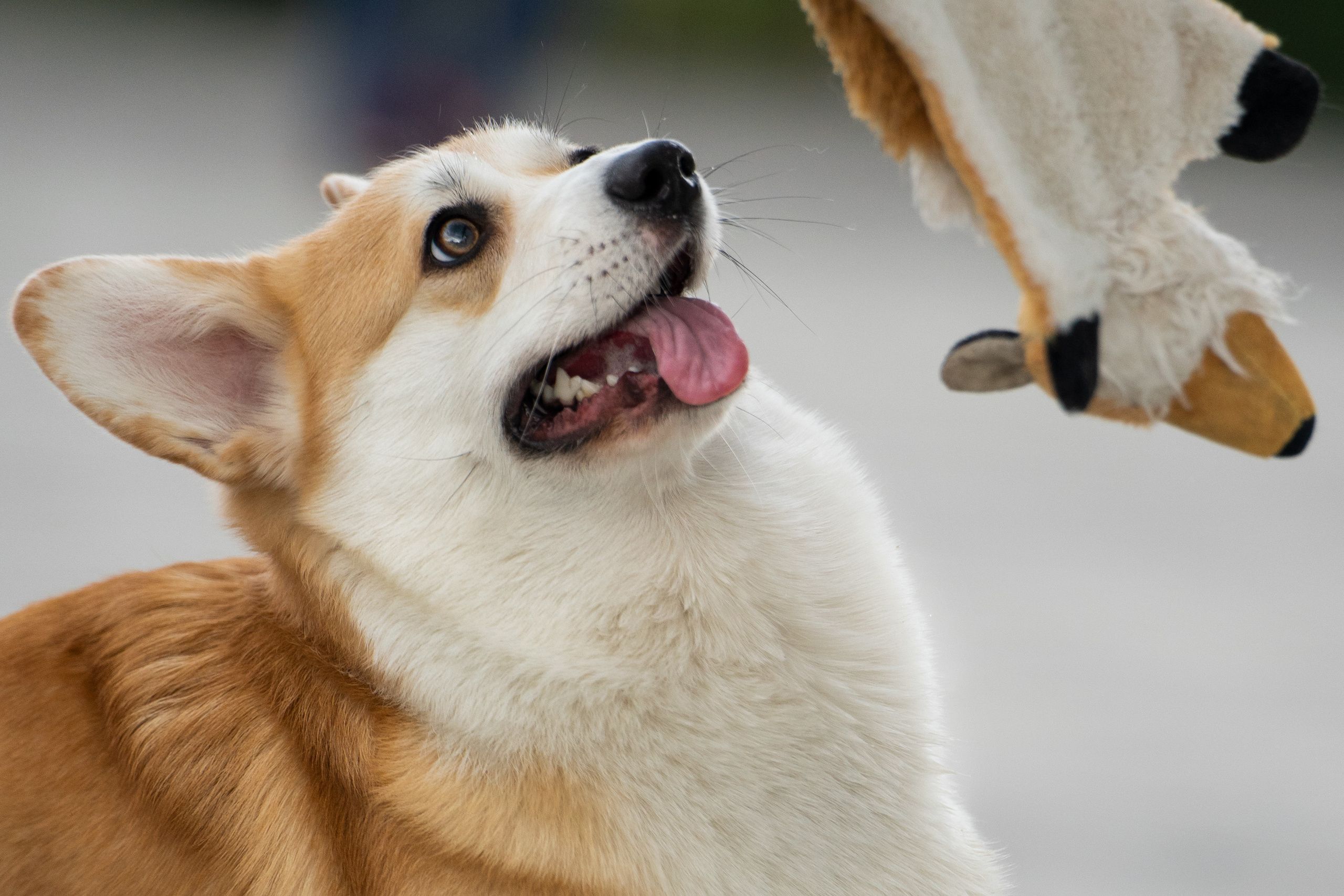 Ева. Фотограф анималист