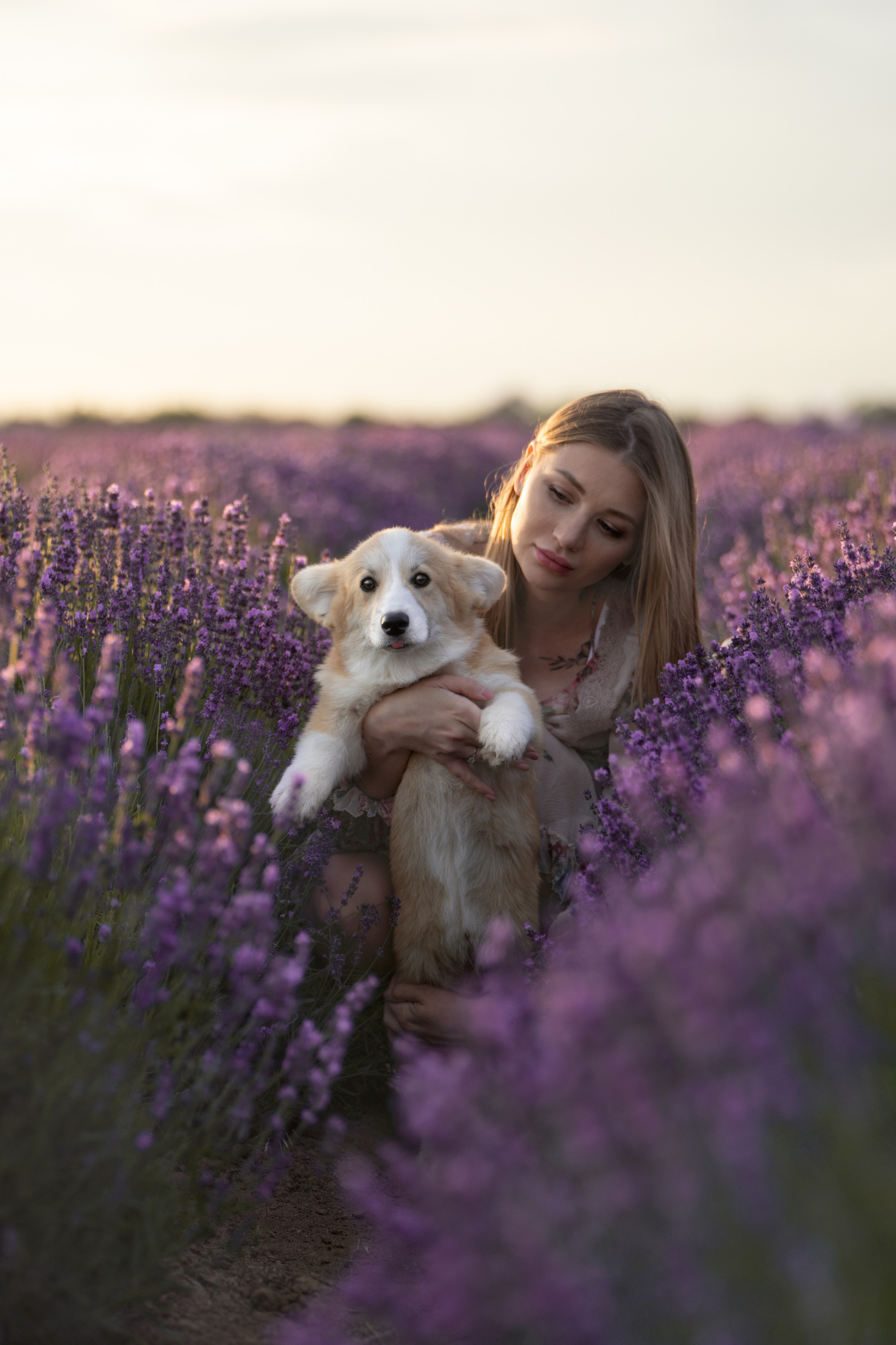 Коржики в лаванде. Фотограф анималист