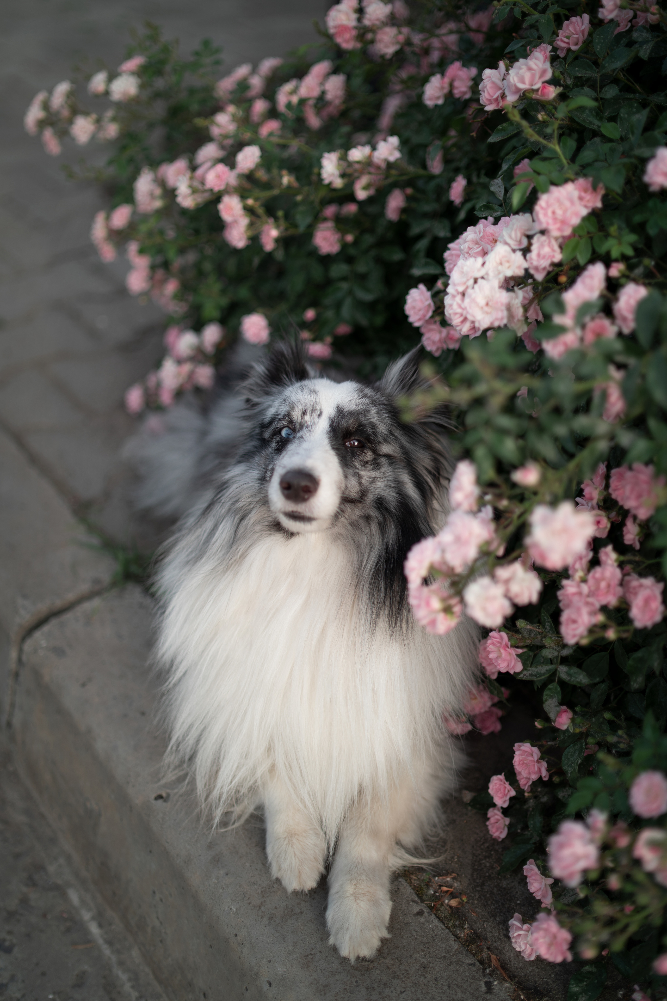 Форрест весна. Фотограф анималист