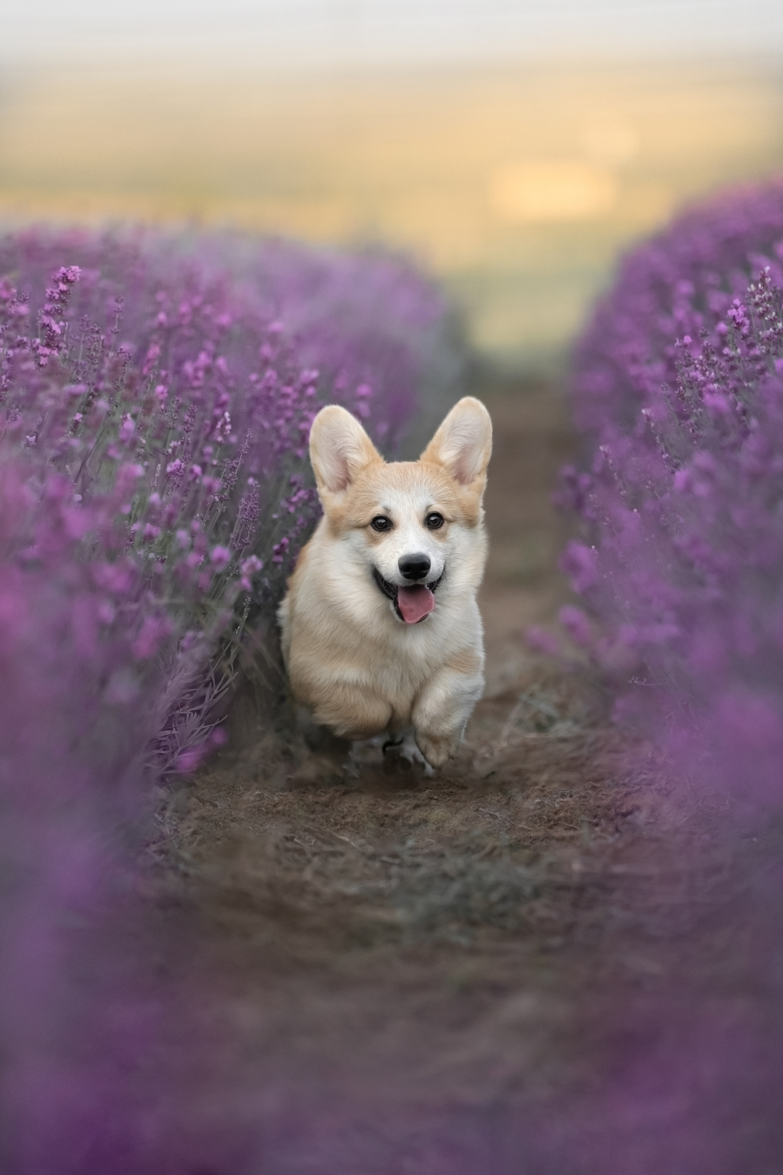 Коржики в лаванде. Фотограф анималист