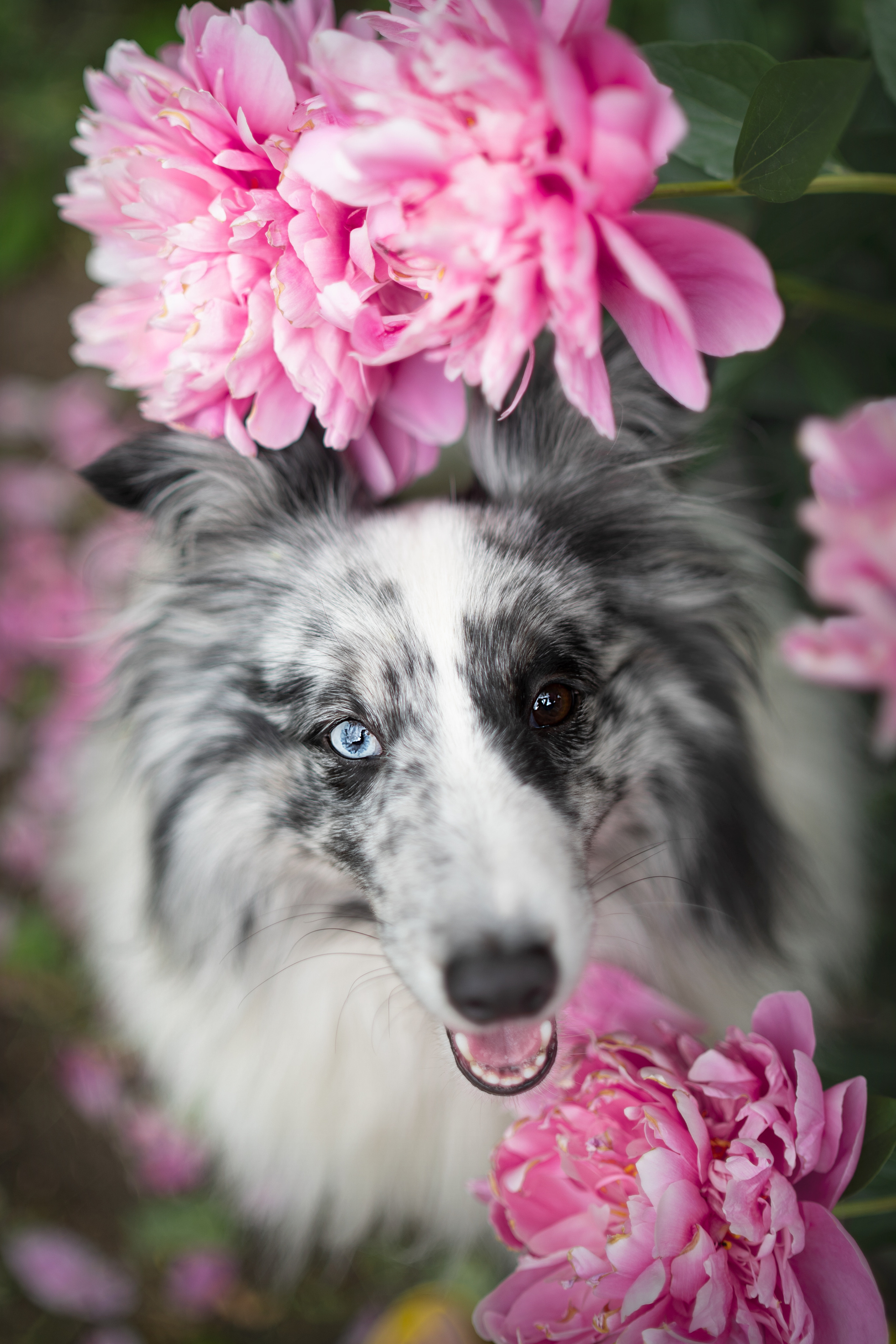 Форрест весна. Фотограф анималист